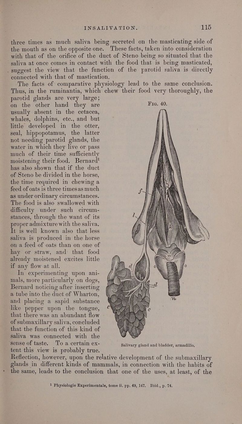 three times as much saliva being secreted on the masticating side of the mouth as on the opposite one. These facts, taken into consideration with that of the orifice of the duct of Steno being so situated that the saliva at once comes in contact with the food that is being masticated, _suggest the view that the function of the parotid saliva is directly connected with that of mastication. The facts of comparative physiology lead to the same conclusion. Thus, in the ruminantia, which chew their food very thoroughly, the parotid glands are very large; on the other hand they are Bia. 40. usually absent in the cetacea, ] whales, dolphins, etc., and but little developed in the otter, seal, hippopotamus, the latter not needing parotid glands, the water in which they live or pass much of their time sufficiently moistening their food. Bernard’ has also shown that if the duct of Steno be divided in the horse, the time required in chewing a feed of oats is three timesas much as under ordinary circumstances. The food is also swallowed with dificulty under such circum- stances, through the want of its proper admixture with the saliva. It is well known also that less saliva is produced in the horse on a feed of oats than on one of hay or straw, and: that food already moistened excites little if any flow at all. In experimenting upon ani- mals, more particularly on dogs, | Bernard noticing after inserting gj a tube into the duct of Wharton, and placing a sapid substance like pepper upon the tongue, ¢ | that there was an abundant flow of submaxillary saliva, concluded that the function of this kind of Saliva was connected with the sense of taste. ‘T'o a certain ex- Salivary gland and bladder, armadillo, tent this view is probably true. Reflection, however, upon the relative development of the submaxillary glands in different kinds of mammals, in connection with the habits of - the same, leads to the conclusion that one of the uses, at least, of the ) { i] Dh =. _ NN 1 Physiologie Experimentale, tome ii. pp. 49, 147. Ibid., p. 74.