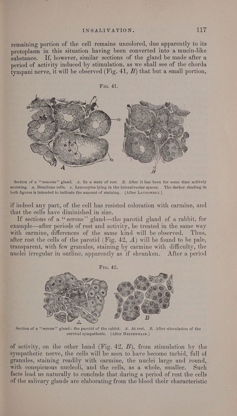 remaining portion of the cell remains uncolored, due apparently to its protoplasm in this situation having been converted into a mucin-like substance. If, however, similar sections of the gland be made after a period of activity induced by stimulation, as we shall see of the chorda tympani nerve, it will be observed (Fig. 41, B) that but a small portion, Section of a ‘‘mucous’’ gland. A. In a state of rest. B. After it has been for some time actively secreting. a. Demilune cells. c. Leucocytes lying in the interalveolar spaces. The darker shading in both figures is intended to indicate the amount of staining. (After LAvpowsky.) if indeed any part, of the cell has resisted coloration with carmine, and that the cells have diminished in size. If sections of a ‘‘serous”’ gland—the parotid gland of a rabbit, for example—after periods of rest and activity, be treated in the same way with carmine, differences of the same kind will be observed. Thus, after rest the cells of the parotid (Fig. 42, A) will be found to be pale, transparent, with few granules, staining by carmine with difficulty, the nuclei irregular in outline, apparently as if shrunken. After a period Section of a ‘‘serous”’ gland: the parotid of the rabbit. A. Atrest. B. After stimulation of the cervical sympathetic. (After HEIDENHALIN.) of activity, on the other hand (Fig. 42, B), from stimulation by the sympathetic nerve, the cells will be seen to have become turbid, full of granules, staining readily with carmine, the nuclei large and round, with conspicuous nucleoli, and the cells, as a whole, smaller. Such facts lead us naturally to conclude that during a period of rest the cells of the salivary glands are elaborating from the blood their characteristic