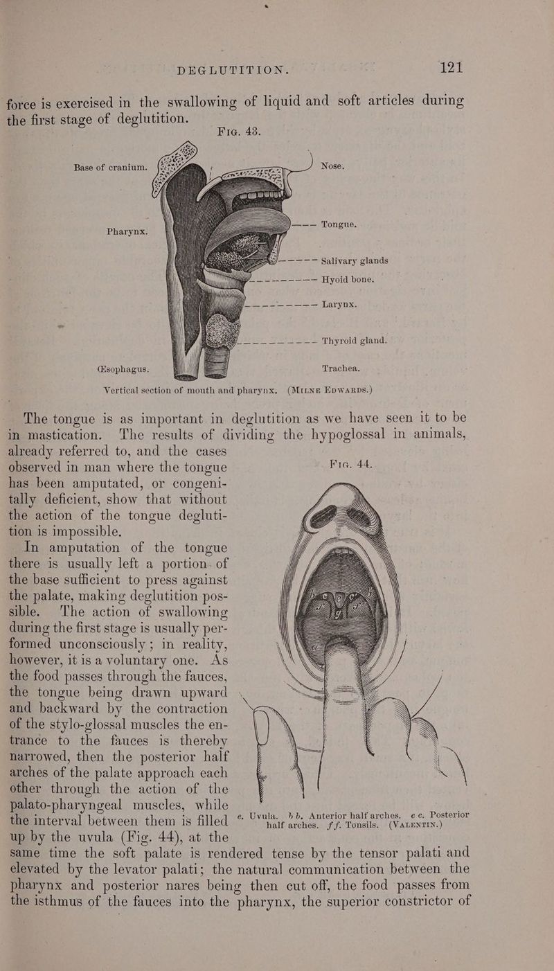 force is exercised in the swallowing of liquid and soft articles during the first stage of deglutition. Base of cranium. Nose. ——-— Tongue. Pharynx. ————- Salivary glands WY _. — -- — — ——— Hyoid bone. penis. Sees Thyroid gland. Trachea, The tongue is as important in deglutition as we have seen it to be in mastication. The results of dividing the hypoglossal in animals, already referred to, and the cases observed in man where the tongue NG 748- has been amputated, or congeni- tally deficient, show that without the action of the tongue degluti- tion is impossible. In amputation of the tongue there is usually left a portion. of the base sufficient to press against the palate, making deglutition pos- sible. ‘The action of swallowing during the first stage is usually per- formed unconsciously ; in reality, however, it is a voluntary one. As the food passes through the fauces, the tongue being drawn upward and backward by the contraction of the stylo-glossal muscles the en- trance to the fauces is thereby narrowed, then the posterior half arches of the palate approach each other through the action of the palato-pharyngeal muscles, while ) mh the interval between them is filled * O° hae et teeta rawr aeely up by the uvula (Fig. 44), at the same time the soft palate is rendered tense by the tensor palati and elevated by the levator palati; the natural communication between the pharynx and posterior nares being then cut off, the food passes from the isthmus of the fauces into the pharynx, the superior constrictor of