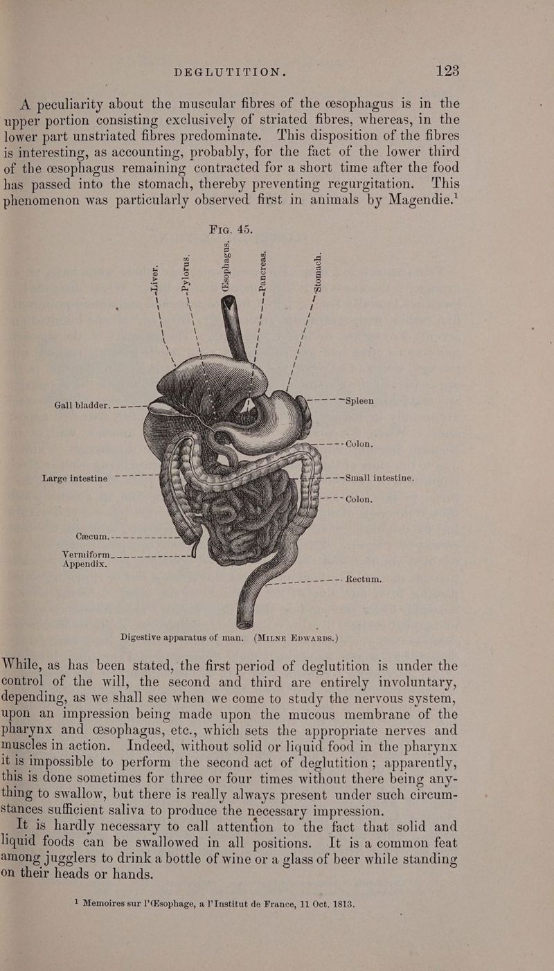A peculiarity about the muscular fibres of the cesophagus is in the ‘upper portion consisting exclusively of striated fibres, whereas, in the lower part unstriated fibres predominate. This disposition of the fibres is interesting, as accounting, probably, for the fact of the lower third of the oesophagus remaining contracted for a short time after the food has passed into the stomach, thereby preventing regurgitation. This phenomenon was particularly observed first in animals by Magendie.' Fia. 45. wi ja} Lo) E ia Ay \ \ _—-Liver. ~~ Ton Pot oat (sophagus ~ ~>>~~~Pancreas. Stomach Gall bladder. ——-——- SY \\ Spleen ——--Colon + g A il ; F Large intestine ~~~ a \\S SF, ZN) 7 -~--Small intestine. . WN Giada lm) —— - ~ Colon Cmcumo= =e eee WERT OLN tee ae eee Appendix. Rectum. Digestive apparatus of man. (MILNE Epwarps.) While, as has been stated, the first period of deglutition is under the control of the will, the second and third are entirely involuntary, depending, as we shall see when we come to study the nervous system, upon an impression being made upon the mucous membrane of the pharynx and cesophagus, ete., which sets the appropriate nerves and muscles in action. Indeed, without solid or liquid food in the pharynx lt Is impossible to perform the second act of deglutition; apparently, this is done sometimes for three or four times without there being any- thing to swallow, but there is really always present under such circum- Stances sufficient saliva to produce the necessary impression. _ It is hardly necessary to call attention to the fact that solid and liquid foods can be swallowed in all positions. It is a common feat among jugglers to drink a bottle of wine or a glass of beer while standing on their heads or hands.