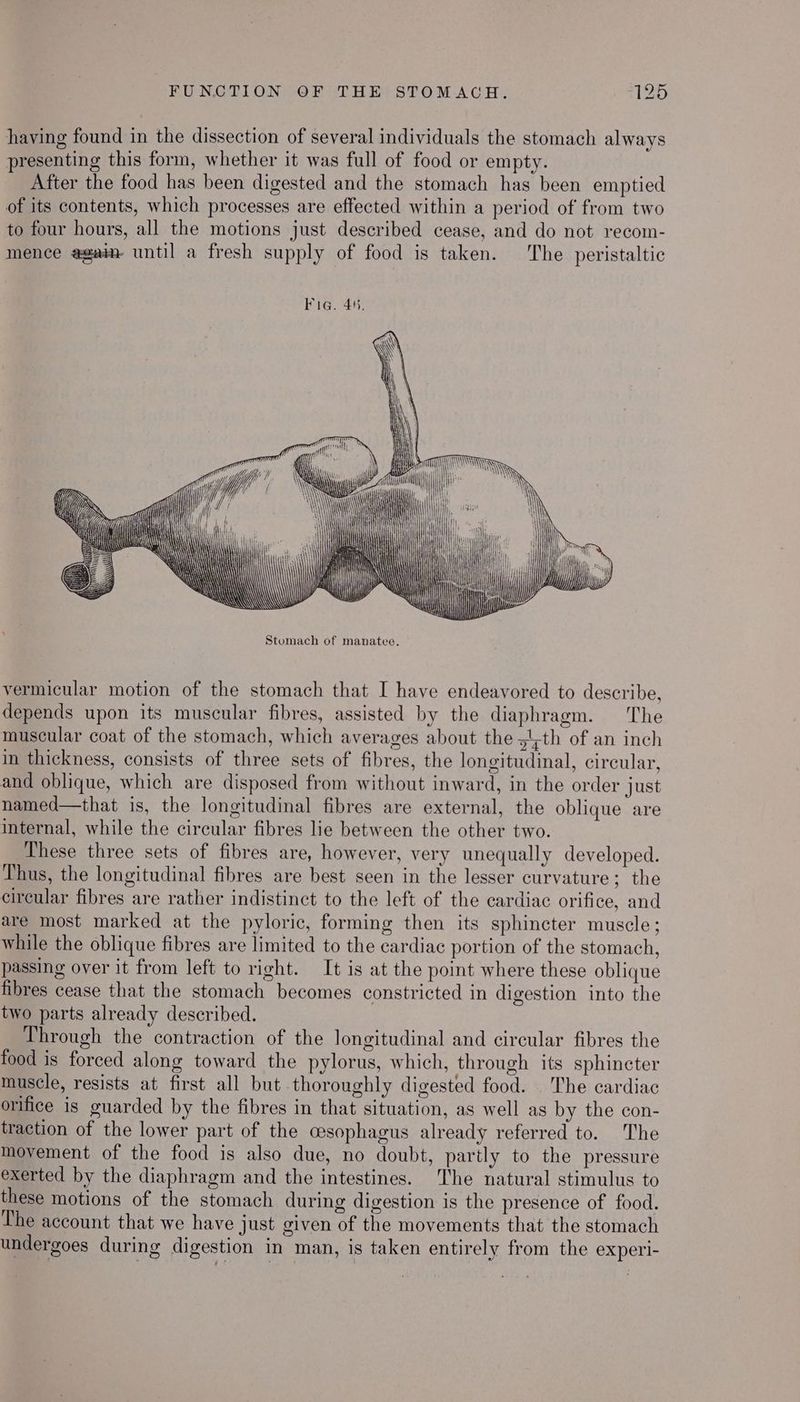 having found in the dissection of several individuals the stomach always presenting this form, whether it was full of food or empty. After the food has been digested and the stomach has been emptied of its contents, which processes are effected within a period of from two to four hours, all the motions just described cease, and do not recom- mence agai until a fresh supply of food is taken. The peristaltic Fig. 46. 7 _ ie nly iti) RW == >\ Ze e— = ~ EZ @ \ vermicular motion of the stomach that I have endeavored to describe, depends upon its muscular fibres, assisted by the diaphragm. The muscular coat of the stomach, which averages about the 54th of an inch in thickness, consists of three sets of fibres, the longitudinal, circular, and oblique, which are disposed from without inward, in the order just named—that is, the longitudinal fibres are external, the oblique are internal, while the circular fibres lie between the other two. These three sets of fibres are, however, very unequally developed. Thus, the longitudinal fibres are best seen in the lesser curvature; the circular fibres are rather indistinct to the left of the cardiac orifice, and are most marked at the pyloric, forming then its sphincter muscle; while the oblique fibres are limited to the cardiac portion of the stomach, passing over it from left to right. It is at the point where these oblique fibres cease that the stomach becomes constricted in digestion into the two parts already described. Through the contraction of the longitudinal and circular fibres the food is forced along toward the pylorus, which, through its sphincter muscle, resists at first all but thoroughly digested food. The cardiac orifice is guarded by the fibres in that situation, as well as by the con- traction of the lower part of the cesophagus already referred to. The movement of the food is also due, no doubt, partly to the pressure exerted by the diaphragm and the intestines. The natural stimulus to these motions of the stomach during digestion is the presence of food. The account that we have just given of the movements that the stomach undergoes during digestion in man, is taken entirely from the experi-
