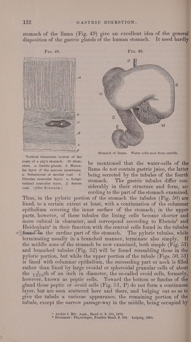 S stomach of the Hama (Fig. 49) give an excellent idea of the general disposition of the gastric glands of the human stomach. It need hardly V' TTI VV AAA WYN AW INNS WN NAAN SACAANSANMA SAA AANANAA AA v yr 3 WV A Stomach of Nama. Water cells seen from outside. Vertical transverse section of the pabeaon ae ace : coats of a pig's stomach, 30 diam- }e mentioned that the water-cells of the eters. a. Gastric glands. b. Muscu- lar Jayer of the mucous membrane. llama do not contain gastric juice, the latter e. Submucous or areolar coat. d. being secreted by the tubules of the fourth Olroular niusewlsr “layer. Longe stomach. The gastric tubules differ cams tudinal muscular layer.. f. Serous ete nee Ore siderably in their structure and form, ac cording to the part of the stomach examined. Thus, in the pyloric portion of the stomach the tubules (Fig. 50) are lined, to a certain extent at least, with a continuation of the columnar epithelium covering the inner surface of the stomach; in the upper. parts, however, of these tubules the lining cells become shorter and more cubical in character, and correspond according to Ebstein’ and Heidenhain’? in their fatichion with the central cells found in the tubules terminating usually in a branched manner, terminate also simply. If the middle zone of the stomach be now examined, both simple (Fig. 51) and branched tubules (Fig. 52) will be found resembling those in the pyloric portion, but while the upper portion of the tubule (Figs. 50, 51) is lined with columnar epithelium, the succeeding part or neck is filled rather than lined by large ovoidal or spheroidal granular cells of about the z5/57th of an inch in diameter, the so-called ovoid cells, formerly, however, known as peptic cells. ‘Toward the bottom or fundus of the gland these peptic or ovoid cells (Fig. 51, P) do not form a continuous layer, but are seen scattered here and there, and bulging out so as to give the tubule a varicose appearance, the remaining portion of the tubule, except the narrow passage- Khe in the middle, being occupied by F Archiv f. Mic. Anat., Band vi. S. 515, 1870. 2 Hermann : Physiologie, Funfter Band, S. 598. _ Leipzig, 1880.