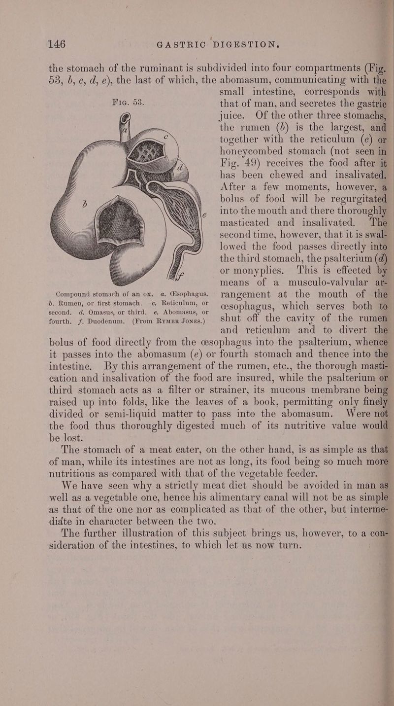 the stomach of the ruminant is subdivided into four compartments (Fig, 53, 6, c, d, e), the last of which, the abomasum, communicating with the small intestine, corresponds with Fra. 53. that of man, and secretes the gastrie juice. Of the other three stomachs, the rumen (6) is the largest, and together with the reticulum (c) or honeycombed stomach (not seen in Fig. 49) receives the food after it has been chewed and _ insalivated. After a few moments, however, a bolus of food will be regurgitated into the mouth and there thoroughly masticated and insalivated. The second time, however, that it 1s swal- lowed the food passes directly into the third stomach, the psalterium (d) or monyplies. This is effected by means of a musculo-valvular ar- Compound stomach of an ox. @, Esophagus. yangement at the mouth of the b. aes or first pioreseh., Ck Betigdium, or cesophagus, which serves both to second. d. Omasus, or third. e. Abomasus, or 3 fourth. /f. Ducdenuns. (From RyMER Sivek) shut off the cavity of the rumen and reticulum and to divert the bolus of food directly from the cesophagus into the psalterium, whence it passes into the abomasum (e) or fourth stomach and thence into the intestine. By this arrangement of the rumen, etc., the thorough masti- cation and insalivation of the food are insured, while the psalterium or third stomach acts as a filter or strainer, its mucous membrane being raised up into folds, like the leaves of a book, permitting only finely divided or semi-liquid matter to pass inte the abomasum. Were not the food thus thoroughly digested much of its nutritive value would be lost. The stomach of a meat eater, on the other hand, is as simple as that of man, while its intestines are not as long, its food being so much more nutritious as compared with that of the vegetable feeder. We have seen why a strictly meat diet should be avoided in man as well as a vegetable one, hence his alimentary canal will not be as simple as that of the one nor as complicated as that of the other, but interme- didte in character between the two. The further illustration of this subject brings us, however, to a con- sideration of the intestines, to which let us now turn ae ‘