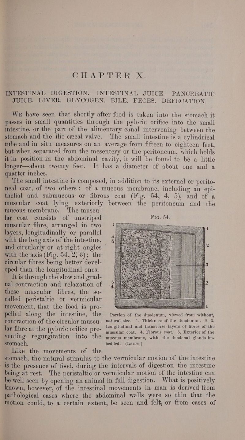 eg iE aN] Std Bea ved eae, INTESTINAL DIGESTION. INTESTINAL JUICE. PANCREATIC JUICE. LIVER. GLYCOGEN. BILE. FECES. DEFECATION. We have seen that shortly after food is taken into the stomach it passes in small quantities through the pyloric orifice into the small intestine, or the part of the alimentary canal intervening between the stomach and the ilio-caecal valve. The small intestine is a cylindrical tube and in situ measures on an average from fifteen to eighteen feet, but when separated from the mesentery or the peritoneum, which holds it in position in the abdominal cavity, it will be found to be a little longer—about twenty feet. It has a diameter of about one and a quarter inches. The small intestine is composed, in addition to its external or perito- neal coat, of two others: of a mucous membrane, including an epi- thelial and submucous or fibrous coat (Fig. 54, 4, 5), and of a muscular coat lying exteriorly between the peritoneum and _ the mucous membrane. The muscu- lar coat consists of unstriped Pia, 54. muscular fibre, arranged in two layers, longitudinally or parallel with the long axis of the intestine, and circularly or at right angles with the axis (Fig. 54, 2,3); the circular fibres being better devel- oped than the longitudinal ones. It is through the slow and grad- ual contraction and relaxation of these muscular fibres, the so- called peristaltic or vermicular movement, that the food is pro- | pelled along the intestine, the Portion of the duodenum, viewed from without, contraction of the circular muscu- natural size. 1. Thickness of the duodenum, 2, 3. : . Longitudinal and transverse layers of fibres of the lar fibre at the pyloric orifice pre” muscular coat. 4. Fibrous coat. 5. Exterior of the venting regurgitation into the mucous membrane, with the duodenal glands im- stomach, bedded. (Lxrpy.) Like the movements of the stomach, the natural stimulus to the vermicular motion of the intestine 1s the presence of food, during the intervals of digestion the intestine being at rest. The peristaltic or vermicular motion of the intestine can be well seen by opening an animal in full digestion. What is positively known, however, of the intestinal movements in man is derived from pathological cases where the abdominal walls were so thin that the motion could, to a certain extent, be seen and felt, or from cases of