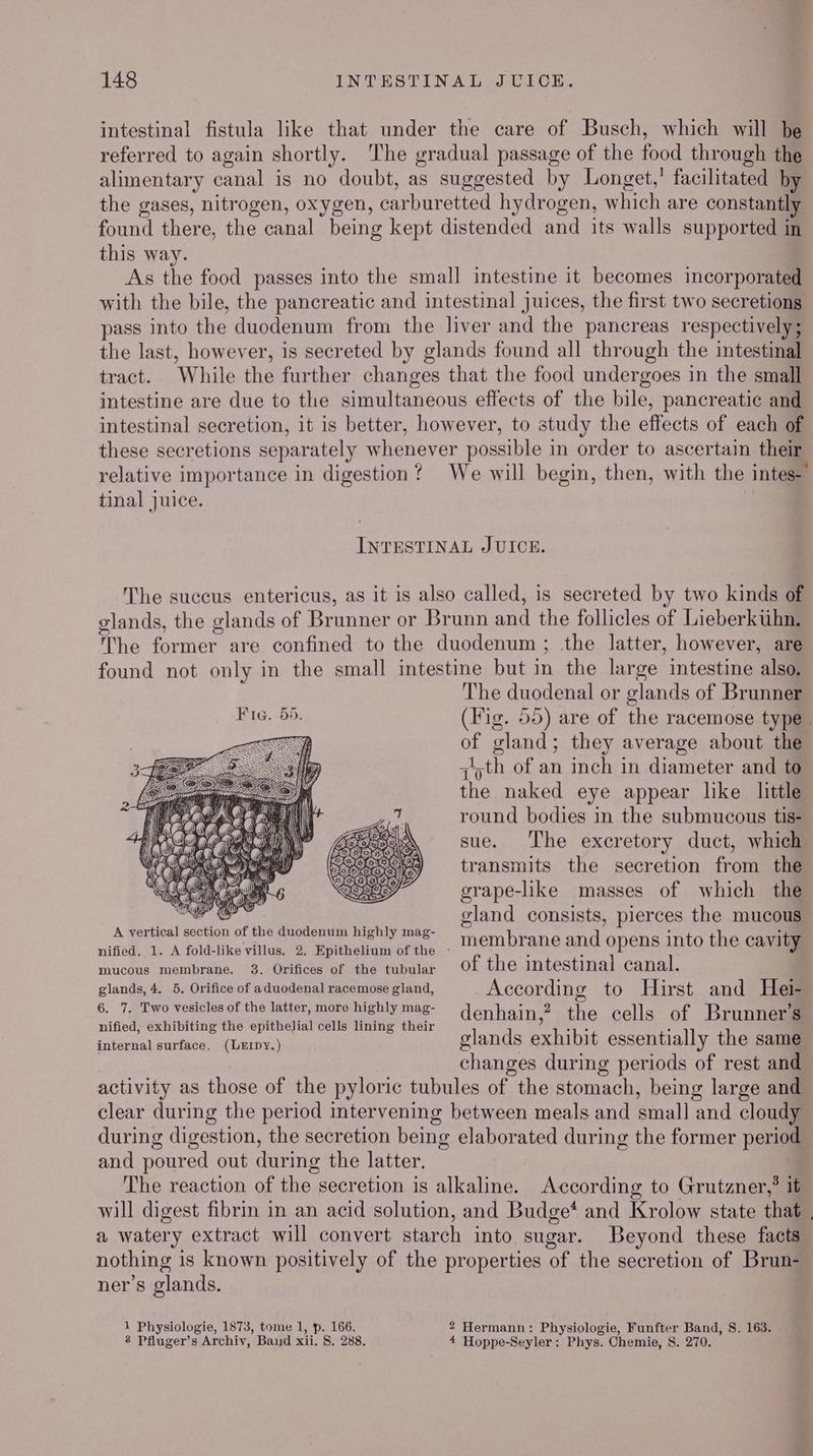 intestinal fistula like that under the care of Busch, which will be referred to again shortly. ‘The gradual passage of the food through the alimentary canal is no doubt, as suggested by Longet, facilitated by the gases, nitrogen, oxygen, carburetted hydrogen, which are constantly found there, the canal being kept distended and its walls supported in this way. | As the food passes into the small intestine it becomes incorporated with the bile, the pancreatic and intestinal juices, the first two secretions pass into the duodenum from the liver and the pancreas respectively; the last, however, is secreted by glands found all through the intestinal tract. While the further changes that the food undergoes in the small intestine are due to the simultaneous effects of the bile, pancreatic and intestinal secretion, it is better, however, to study the effects of each of these secretions separately whenever possible in order to ascertain their relative importance in digestion ? tinal juice. INTESTINAL JUICE. The succus entericus, as it is also called, is secreted by two kinds of glands, the glands of Brunner or Brunn and the follicles of Lieberktihn. The former are confined to the duodenum ; the latter, however, are found not only in the small intestine but in the large intestine also, The duodenal or glands of Brunner of gland; they average about the jth of an inch in diameter and to the naked eye appear like little round bodies in the submucous tis- sue. ‘The excretory duct, which transmits the secretion from the ae tran Mm) \ a ey) ) ae a ) ae oe ~ gland consists, pierces the mucous A vertical section of the duodenum highly mag- mucous membrane. 3. Orifices of the tubular glands, 4. 5. Orifice of aduodenal racemose gland, 6. 7. Two vesicles of the latter, more highly mag- nified, exhibiting the epithelial cells lining their internal surface. membrane and opens into the cavity of the intestinal canal. According to Hirst and Hei- denhain,? the cells of Brunner’s glands exhibit essentially the same (LEIDy.) ‘ ‘ changes during periods of rest and activity as those of the pyloric tubules of the stomach, being large and and poured out during the latter. The reaction of the secretion is alkaline. According to Grutzner,? it will digest fibrin in an acid solution, and Budge* and Krolow state that a watery extract will convert starch into sugar. Beyond these facts nothing is known positively of the properties of the secretion of Brun- ner’s glands. 1 Physiologie, 1873, tome 1, p. 166. 2 Hermann: Physiologie, Funfter Band, S. 163. 8 Pfluger’s Archiv, Band xii. 8. 288. i 4 Hoppe-Seyler: Phys. Chemie, 8S. 270.