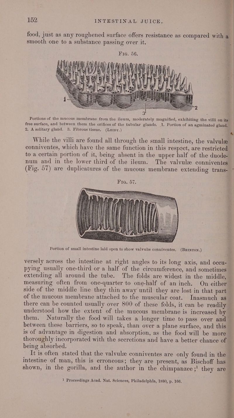 food, just as any roughened surface offers resistance as compared with a smooth one to a substance passing over it. Portions of the mucous membrane from the ileum, moderately magnified, exhibiting the villi on its free surface, and between them the orifices of the tubular glands. 1. Portion of an agminated gland, | 2. Asolitary gland. 3. Fibrous tissue. (Lerpy.) 4 While the villi are found all through the small intestine, the valvule conniventes, which have the same function in this respect, are restricted to a certain portion of it, being absent in the upper half of the duode- num and in the lower third of the ileum. ‘The valvule conniventes (Fig. 57) are duplicatures of the mucous membrane extending trans- F16,.6%, Portion of small intestine laid open to show valvulx conniventes, (BRINTON.) versely across the intestine at right angles to its long axis, and occu- pying usually one-third or a half of the circumference, and sometimes extending all around the tube. The folds are widest in the middle, measuring often from one-quarter to one-half of an inch. On either side of the middle line they thin away until they are lost in that part of the mucous membrane attached to the muscular coat. Inasmuch as there can be counted usually over 800 of these folds, it can be readily understood how the extent of the mucous membrane is increased by — them. Naturally the food will takes a longer time to pass over and between these barriers, so to speak, than over a plane surface, and this is of advantage in digestion and absorption, as the food will be more thoroughly incorporated with the secretions and have a better chance of being absorbed. | It is often stated that the valvulze conniventes are only found in the intestine of man, this is erroneous; they are present, as Bischoff has shown, in the gorilla, and the author in the chimpanzee ;' they are 1 Proceedings Acad. Nat. Sciences, Philadelphia, 1880, p. 166. PY tal