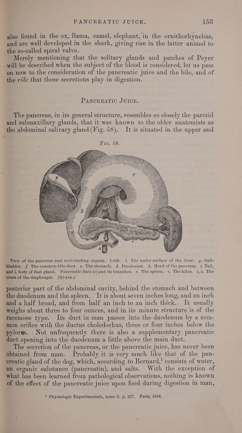 also found in the ox, llama, camel, elephant, in the ornithorhynchus, _and are well developed in the shark, giving rise in the latter animal to the so-called spiral valve. Merely mentioning that the solitary glands and patches of Peyer will be described when the subject of the blood is considered, let us pass on now to the consideration of the pancreatic juice and the bile, and of the rdle that these secretions play in digestion. PANCREATIC JUICE. The pancreas, in its general structure, resembles so closely the parotid and submaxillary glands, that it was known to the older anatomists as the abdominal salivary gland(Fig. 58). It is situated in the upper and Nos View of the pancreas and surrounding organs. 1-5th. J, The under surface of the liver. g. Gall- bladder. f. The common bile-duct. s. The stomach. d. Duodenum. kh. Head of the pancreas. ¢. Tail, and i, body of that gland. Pancreatic duct (e) and its branches. r. The spleen. v. Thehilus. ec, ¢. The erura of the diaphragm. (QuaAIN.) posterior part of the abdominal cavity, behind the stomach and between the duodenum and the spleen. It is about seven inches long, and an inch and a half broad, and from half an inch to an inch thick. It usually weighs about three to four ounces, and in its minute structure is of the racemose type. Its duct in man passes into the duodenum by a com- mon orifice with the ductus choledochus, three or four inches below the pylores. Not unfrequently there is also a supplementary pancreatic duct opening into the duodenum a little above the main duct. The secretion of the pancreas, or the pancreatic juice, has never been obtained from man. Probably it is very much like that of the pan- creatic gland of the dog, which, according to Bernard,’ consists of water, an organic substance (pancreatin), and salts. With the exception of what has been learned from pathological observations, nothing is known of the effect of the pancreatic juice upon food during digestion in man,