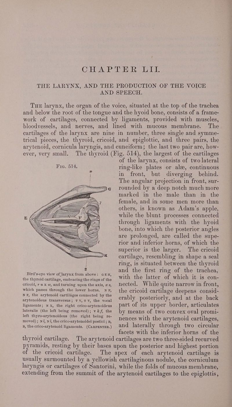 f CHAPTER LIL THE LARYNX, AND THE PRODUCTION OF THE VOICE AND SPEECH. Tue larynx, the organ of the voice, situated at the top of the trachea and below the root of the tongue and the hyoid bone, consists of a frame- work of cartilages, connected by ligaments, provided with muscles, bloodvessels, and nerves, and lined with mucous membrane. The cartilages of the larynx are nine in number, three single and symme- trical pieces, the thyroid, cricoid, and epiglottic, and three pairs, the arytenoid, cornicula laryngis, and cuneiform; the last two pair are, how- ever, very small. The thyroid (Fig. 514), the largest of the cartilages of the larynx, consists of two lateral ring-like plates or alee, continuous in front, but diverging behind. The angular projection in front, sur- 3q rounded by a deep notch much more : marked in the male than in the female, and in some men more than others, is known as Adam’s apple, while the blunt processes connected through ligaments with the hyoid bone, into which the posterior angles are prolonged, are called the supe- rior and inferior horns, of which the superior is the larger. The cricoid cartilage, resembling in shape a seal ring, is situated between the thyroid Bird’s-eye view of larynx from above: GEH, the thyroid cartilage, embracing the rings of the cricoid, rw x w, and turning upon the axis, x z, which passes through the lower horns. NF, NF, the arytenoid cartilages connected by the arytenoideus transversus; Tv, Tv, the vocal ligaments; Nx, the right crico-arytenoideus lateralis (the left being removed); vk f, the left thyro-arytenoideus (the right being re- moved) ; NJ, NJ, the crico-arytenoidei postici ; B, B, the crico-arytenoid ligaments. (CARPENTER.) thyroid cartilage. with the latter of which it is con- nected. While quite narrow in front, the cricoid cartilage deepens consid- erably posteriorly, and at the back part of its upper border, articulates by means of two convex oval promi- nences with the arytenoid cartilages, and laterally through two circular facets with the inferior horns of the pyramids, resting by their bases upon the posterior and highest portion of the cricoid cartilage. The apex of each arytenoid cartilage is usually surmounted by a yellowish cartilaginous nodule, the corniculum laryngis or cartilages of Santorini, while the folds of mucous membrane, extending from the summit of the arytenoid cartilages to the epiglottis,