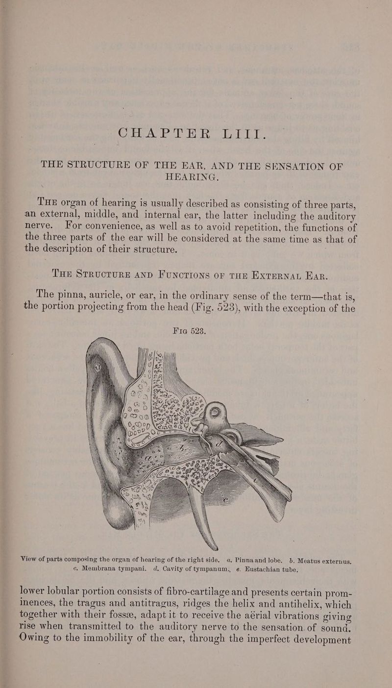 CIA PTHR Lier. THE STRUCTURE OF THE EAR, AND THE SENSATION OF HEARING. THE organ of hearing is usually described as consisting of three parts, an external, middle, and internal ear, the latter including the auditory nerve. Tor convenience, as well as to avoid repetition, the functions of the three parts of the ear will be considered at the same time as that of the description of their structure. THE STRUCTURE AND FUNCTIONS OF THE EXTERNAL Ear. The pinna, auricle, or ear, in the ordinary sense of the term—that is, the portion projecting from the head (Fig. 523), with the exception of the View of parts composing the organ of hearing of the right side. a. Pinnaandlobe. b. Meatus externus, ce, Membrana tympani. d. Cavity of tympanum. e. Eustachian tube. lower lobular portion consists of fibro-cartilage and presents certain prom- Inences, the tragus and antitragus, ridges the helix and antihelix, which together with their fossz, adapt it to receive the aérial vibrations giving rise when transmitted to the auditory nerve to the sensation. of sound. Owing to the immobility of the ear, through the imperfect development