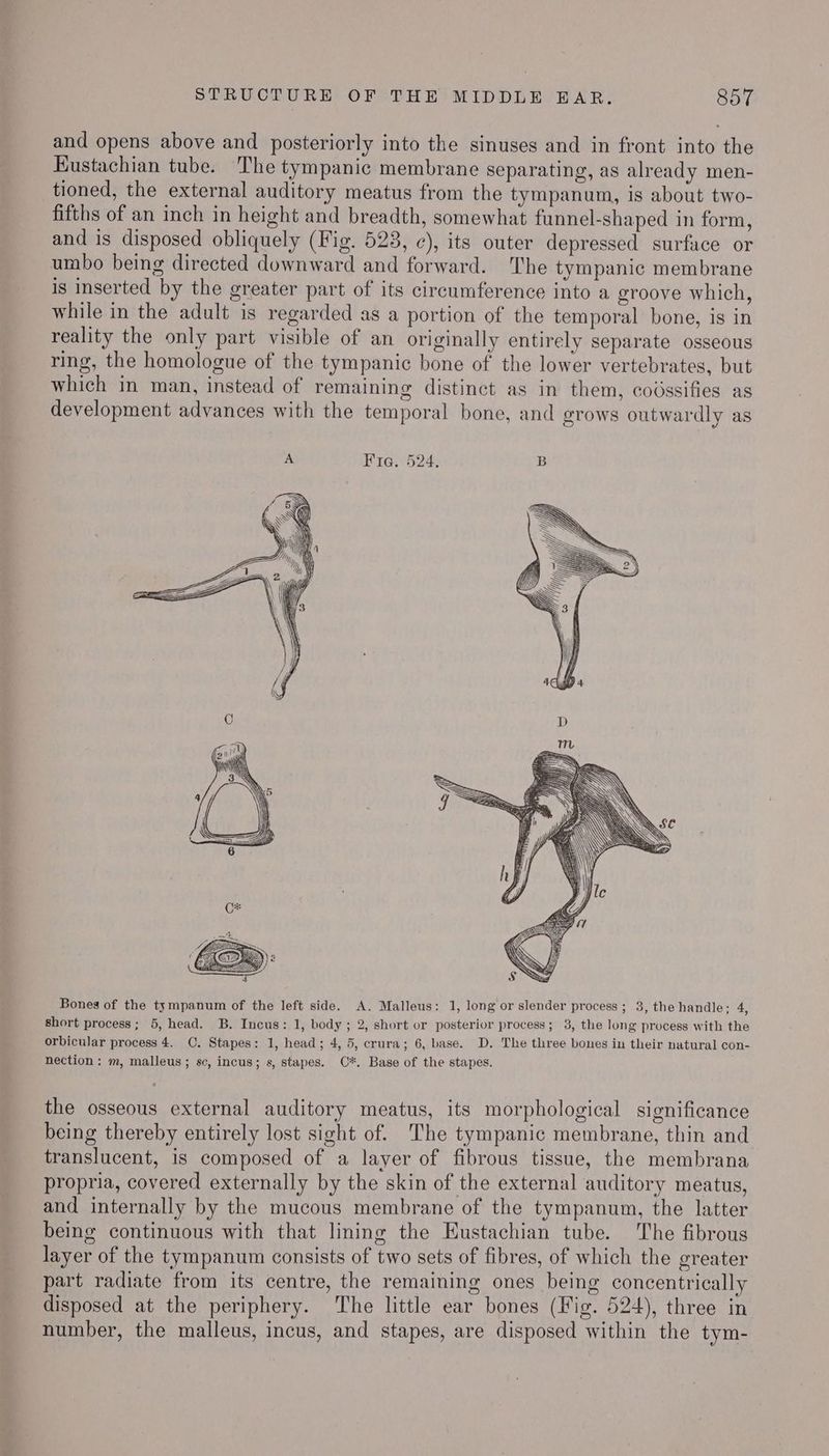 and opens above and posteriorly into the sinuses and in front into the Kustachian tube. The tympanic membrane separating, as already men- tioned, the external auditory meatus from the tympanum, is about two- fifths of an inch in height and breadth, somewhat funnel-shaped in form, and is disposed obliquely (Fig. 523, ¢), its outer depressed surface or umbo being directed downward and forward. The tympanic membrane is inserted by the greater part of its circumference into a groove which, while in the adult is regarded as a portion of the temporal bone, is in reality the only part visible of an originally entirely separate osseous ring, the homologue of the tympanic bone of the lower vertebrates, but which in man, instead of remaining distinct as in them, codssifies as development advances with the temporal bone, and grows outwardly as A Fria. 524, B Bones of the tympanum of the left side. A. Malleus: 1, long or slender process ; 3, the handle; 4, short process; 5, head. B. Incus: 1, body; 2, short or posterior process; 3, the long process with the orbicular process 4. C. Stapes: 1, head; 4, 5, crura; 6, base. D. The three bones in their natural con- nection: m, malleus ; sc, incus; s, stapes. C*. Base of the stapes. the osseous external auditory meatus, its morphological significance being thereby entirely lost sight of. The tympanic membrane, thin and translucent, is composed of a layer of fibrous tissue, the membrana propria, covered externally by the skin of the external auditory meatus, and internally by the mucous membrane of the tympanum, the latter being continuous with that lining the Eustachian tube. The fibrous layer of the tympanum consists of two sets of fibres, of which the greater part radiate from its centre, the remaining ones being concentrically disposed at the periphery. ‘The little ear bones (Fig. 524), three in number, the malleus, incus, and stapes, are disposed within the tym-