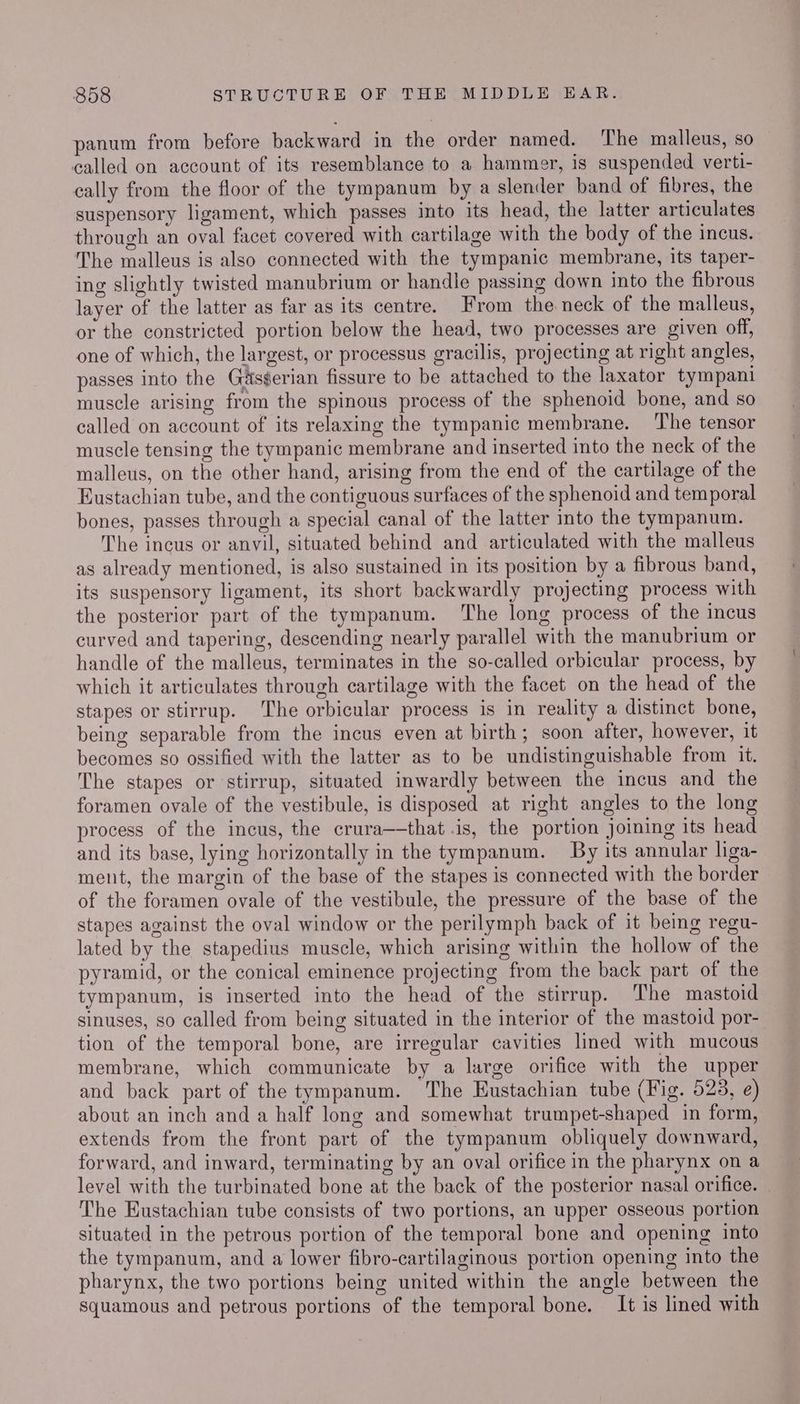 panum from before backward in the order named. The malleus, so called on account of its resemblance to a hammer, is suspended verti- cally from the floor of the tympanum by a slender band of fibres, the suspensory ligament, which passes into its head, the latter articulates through an oval facet covered with cartilage with the body of the incus. The malleus is also connected with the tympanic membrane, its taper- ing slightly twisted manubrium or handle passing down into the fibrous layer of the latter as far as its centre. From the neck of the malleus, or the constricted portion below the head, two processes are given off, one of which, the largest, or processus gracilis, projecting at right angles, passes into the Ga&sgerian fissure to be attached to the laxator tympani muscle arising from the spinous process of the sphenoid bone, and so called on account of its relaxing the tympanic membrane. The tensor muscle tensing the tympanic membrane and inserted into the neck of the malleus, on the other hand, arising from the end of the cartilage of the Eustachian tube, and the contiguous surfaces of the sphenoid and temporal bones, passes through a special canal of the latter into the tympanum. The incus or anvil, situated behind and articulated with the malleus as already mentioned, is also sustained in its position by a fibrous band, its suspensory ligament, its short backwardly projecting process with the posterior part of the tympanum. ‘The long process of the incus curved and tapering, descending nearly parallel with the manubrium or handle of the malleus, terminates in the so-called orbicular process, by which it articulates through cartilage with the facet on the head of the stapes or stirrup. ‘The orbicular process is in reality a distinct bone, being separable from the incus even at birth; soon after, however, it becomes so ossified with the latter as to be undistinguishable from it. The stapes or stirrup, situated inwardly between the incus and the foramen ovale of the vestibule, is disposed at right angles to the long process of the incus, the crura—that is, the portion joining its head and its base, lying horizontally in the tympanum. By its annular liga- ment, the margin of the base of the stapes is connected with the border of the foramen ovale of the vestibule, the pressure of the base of the stapes against the oval window or the perilymph back of it being regu- lated by the stapedius muscle, which arising within the hollow of the pyramid, or the conical eminence projecting from the back part of the tympanum, is inserted into the head of the stirrup. The mastoid sinuses, so called from being situated in the interior of the mastoid por- tion of the temporal bone, are irregular cavities lined with mucous membrane, which communicate by a large orifice with the upper and back part of the tympanum. The Eustachian tube (Fig. 523, e) about an inch and a half long and somewhat trumpet-shaped in form, extends from the front part of the tympanum obliquely downward, forward, and inward, terminating by an oval orifice in the pharynx on a level with the turbinated bone at the back of the posterior nasal orifice. The Eustachian tube consists of two portions, an upper osseous portion situated in the petrous portion of the temporal bone and opening into the tympanum, and a lower fibro-cartilaginous portion opening into the pharynx, the two portions being united within the angle between the squamous and petrous portions of the temporal bone. It is lined with