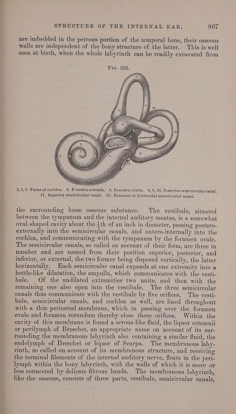 are imbedded in the petrous portion of the temporal bone, their osseous walls are independent of the bony structure of the latter. This is well seen at birth, when the whole labyrinth can be readily excavated from 1 1, 2,3. Turns of cochlea. 4. Fenestrarotunda. 5, Fenestra ovalis. 8, 9, 10. Posterior semicircular canal. 11. Superior semicircular canal, 12, External or horizontal semicircular canal. the surrounding loose osseous substance. The vestibule, situated between the tympanum and the internal auditory meatus, is a somewhat oval-shaped cavity about the 4th of an inch in diameter, passing postero- externally into the semicircular canals, and antero-internally into the cochlea, and communicating with the tympanum by the foramen ovale. The semicircular canals, so called on account of their form, are three in number and are named from their position superior, posterior, and inferior, or external, the two former being disposed vertically, the latter horizontally, Each semicircular canal expands at one extremity into a bottle-like dilatation, the ampulla, which communicates with the vesti- bule. Of the undilated extremities two unite, and then with the remaining one also open into the vestibule. The three semicircular canals thus communicate with the vestibule by five orifices. The vesti- bule, semicircular canals, and cochlea as well, are lined throughout with a thin periosteal membrane, which in passing over the foramen ovale and foramen rotundum thereby close these orifices. Within the cavity of this membrane is found a serous-like fluid, the liquor cotemnii or perilymph of Breschet, an appropriate name on account of its sur- rounding the membranous labyrinth also containing a similar fluid, the endolymph of Breschet or liquor of Scarpa. ‘The membranous laby- rinth, so called on account of its membranous structure, and recelving the terminal filaments of the internal auditory nerve, floats in the peri- lymph within the bony labyrinth, with the walls of which it is more or less connected by delicate fibrous bands. The membranous labyrinth, like the osseous, consists of three parts, vestibule, semicircular canals,