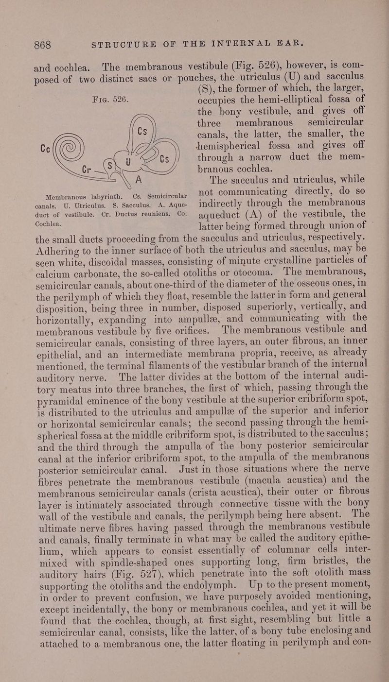 Cc Cr —\ and cochlea. The membranous vestibule (Fig. 526), however, is com- posed of two distinct sacs or pouches, the utriculus (U) and sacculus (S), the former of which, the larger, Fra. 626. occupies the hemi-elliptical fossa of the bony vestibule, and gives off three membranous — semicircular Cs canals, the latter, the smaller, the ZS) hemispherical fossa and gives off s\ U D Cs through a narrow duct the mem- branous cochlea. Ve The sacculus and utriculus, while Membranous labyrinth. Os. Semicircular not communicating directly, do so canals, U. Utriculus, 8. Sacculus, A. Aque- indirectly through the membranous duct of vestibule. Cr. Ductus reuniens. Co. aqueduct (A) of the vestibule, the Cochlea. : : i latter being formed through union of the small ducts proceeding from the sacculus and utriculus, respectively. Adhering to the inner surface of both the utriculus and sacculus, may be seen white, discoidal masses, consisting of minute crystalline particles of calcium carbonate, the so-called otoliths or otocoma. ‘The membranous, semicircular canals, about one-third of the diameter of the osseous ones, in the perilymph of which they float, resemble the latter in form and general disposition, being three in number, disposed superiorly, vertically, and horizontally, expanding into ampulle, and communicating with the membranous vestibule by five orifices. The membranous vestibule and semicircular canals, consisting of three layers, an outer fibrous, an inner epithelial, and an intermediate membrana propria, receive, as already mentioned, the terminal filaments of the vestibular branch of the internal auditory nerve. The latter divides at the bottom of the internal audi- tory meatus into three branches, the first of which, passing through the pyramidal eminence of the bony vestibule at the superior cribriform spot, is distributed to the utriculus and ampullee of the superior and inferior or horizontal semicircular canals; the second passing through the hemi- spherical fossa at the middle cribriform spot, is distributed to the sacculus ; and the third through the ampulla of the bony posterior semicircular canal at the inferior cribriform spot, to the ampulla of the membranous posterior semicircular canal. Just in those situations where the nerve fibres penetrate the membranous vestibule (macula acustica) and the membranous semicircular canals (crista acustica), their outer or fibrous layer is intimately associated through connective tissue with the bony wall of the vestibule and canals, the perilymph being here absent. The ultimate nerve fibres having passed through the membranous vestibule and canals, finally terminate in what may be called the auditory epithe- lium, which appears to consist essentially of columnar cells inter- mixed with spindle-shaped ones supporting long, firm bristles, the auditory hairs (Fig. 527), which penetrate into the soft otolith mass supporting the otoliths and the endolymph. Up to the present moment, in order to prevent confusion, we have purposely avoided mentioning, except incidentally, the bony or membranous cochlea, and yet it will be found that the cochlea, though, at first sight, resembling but little a semicircular canal, consists, like the latter, of a bony tube enclosing and attached to a membranous one, the latter floating in perilymph and con-