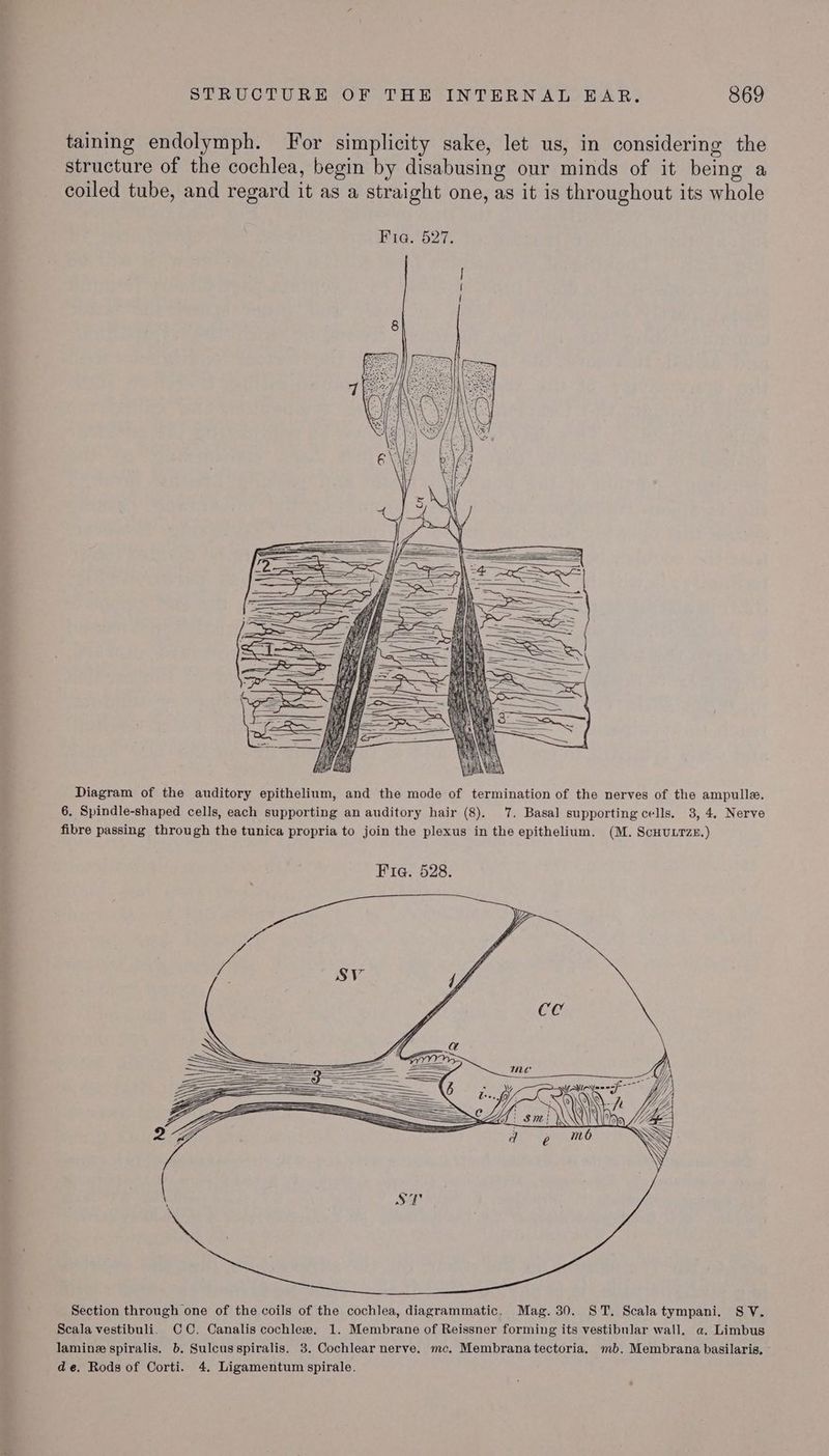 taining endolymph. For simplicity sake, let us, in considering the structure of the cochlea, begin by disabusing our minds of it being a coiled tube, and regard it as a straight one, as it is throughout its whole Diagram of the auditory epithelium, and the mode of termination of the nerves of the ampulle. 6, Spindle-shaped cells, each supporting an auditory hair (8). 7. Basal supporting cells. 3, 4. Nerve fibre passing through the tunica propria to join the plexus in the epithelium. (M. ScHuLTzz.) Fia. 528. ve me Wi Section through one of the coils of the cochlea, diagrammatic. Mag. 30. ST. Scalatympani. SV. CC. Canalis cochlew. 1. Membrane of Reissner forming its vestibular wall. a. Limbus
