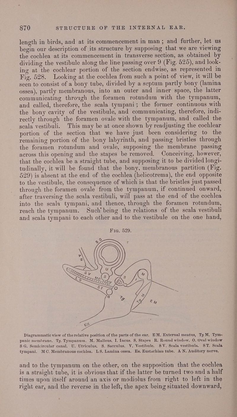 length in birds, and at its commencement in man ; and further, let us begin our description of its structure by supposing that we are viewing the cochlea at its commencement in transverse section, as obtained by dividing the vestibule along the line passing over 9 (Fig. 525), and look- ing at the cochlear portion of the section endwise, as represented in Fig. 528. Looking at the cochlea from such a point of view, it will be seen to consist of a bony tube, divided by a septum partly bony (lamina ossea), partly membranous, into an outer and inner space, the latter communicating through the foramen rotundum with the tympanum, and called, therefore, the scala tympani; the former continuous with the bony cavity of the vestibule, and communicating, therefore, indi- rectly through the foramen ovale with the tympanum, and called the scala vestibuli. This may be at once shown by readjusting the cochlear portion of the section that we have just been considering to the remaining portion of the bony labyrinth, and passing bristles through the foramen rotundum and ovale, supposing the membrane passing across this opening and the stapes be removed. Conceiving, however, that the cochlea be a straight tube, and supposing it to be divided longi- tudinally, it will be found that the bony, membranous partition (Fig. 529) is absent at the end of the cochlea (helicotrema), the end opposite to the vestibule, the consequence of which is that the bristles just passed through the foramen ovale from the tympanum, if continued onward, . after traversing the scala vestibuli, will pass at the end of the cochlea into the scala tympani, and thence, through the foramen rotundum, reach the tympanum. Such'being the relations of the scala vestibuli and scala tympani to each other and to the vestibule on the one hand, ee Diagrammatic view of the relative position of the parts of the ear. EM. External meatus, Ty M. Tym- panic membrane. Ty. Tympanum. M. Malleus, I, Incus. 8. Stapes R. Round window, O. Oval window SG. Semicircular canal. U. Utriculus, §. Sacculus. V. Vestibule. SV. Scala vestibula. ST. Scala tympani. MC.Membranous cochlea. LS. Lamina ossea. Eu. Eustachian tube. A N. Auditory nerve. and to the tympanum on the other, on the supposition that the cochlea is a straight tube, it is obvious that if the latter be turned two and a half times upon itself around an axis or modiolus from right to left in the right ear, and the reverse in the left, the apex being situated downward,