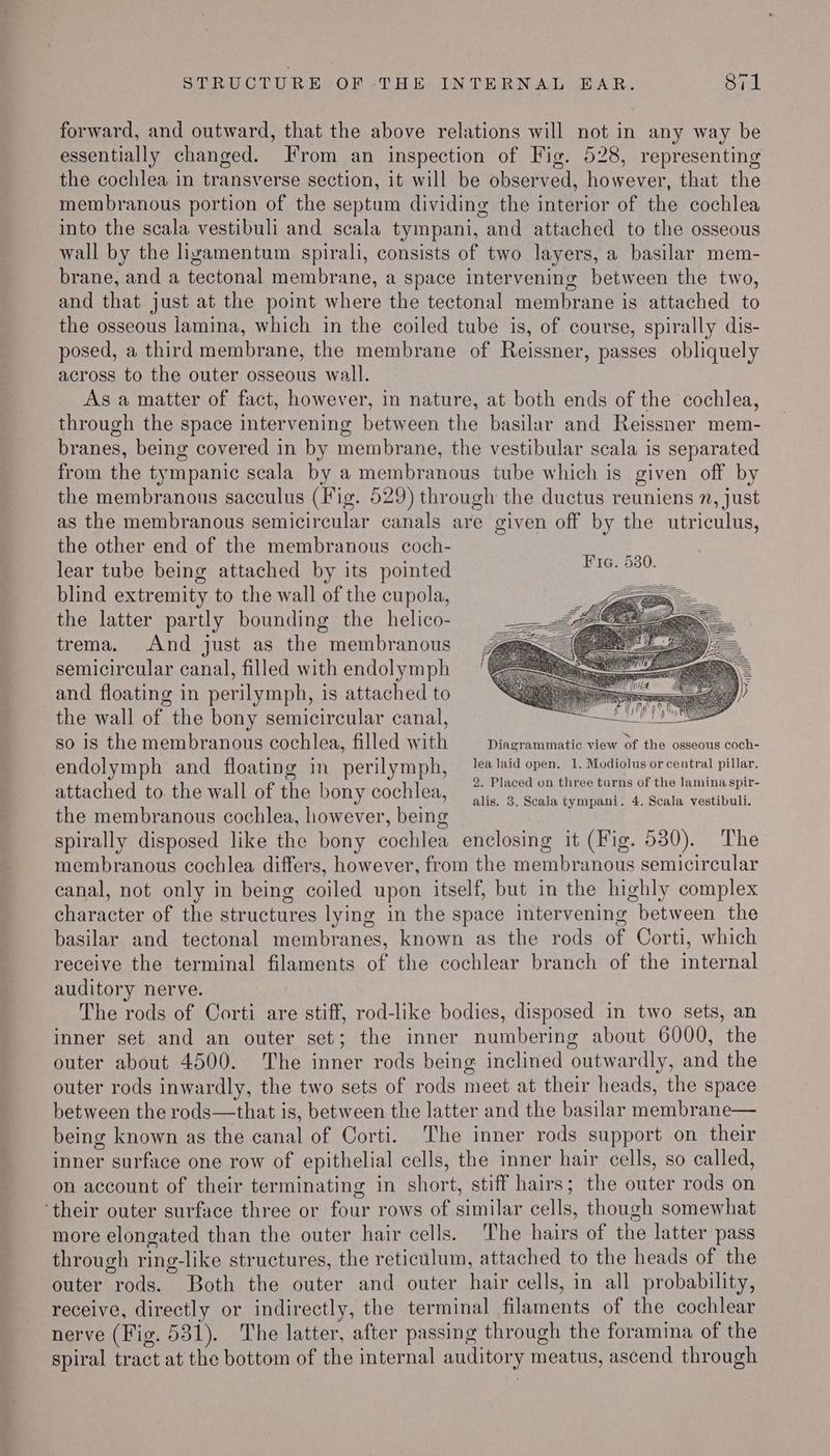 forward, and outward, that the above relations will not in any way be essentially changed. From an inspection of Fig. 528, representing the cochlea in transverse section, it will be observed, however, that the membranous portion of the septum dividing the interior of the cochlea into the scala vestibuli and scala tympani, and attached to the osseous wall by the lizamentum spirali, consists of two layers, a basilar mem- brane, and a tectonal membrane, a space intervening between the two, and that just at the point where the tectonal membrane is attached to the osseous lamina, which in the coiled tube is, of course, spirally dis- posed, a third membrane, the membrane of Reissner, passes obliquely across to the outer osseous wall. As a matter of fact, however, in nature, at both ends of the cochlea, through the space intervening between the basilar and Reissner mem- branes, being covered in by membrane, the vestibular scala is separated from the tympanic scala by a membranous tube which is given off by the membranous sacculus (Fig. 529) through the ductus reuniens n, just as the membranous semicircular canals are given off by the utriculus, the other end of the membranous coch- lear tube being attached by its pointed blind extremity to the wall of the cupola, the latter partly bounding the helico- trema. And just as the membranous semicircular canal, filled with endolymph and floating in perilymph, is attached to the wall of the bony semicircular canal, sO is the membranous cochlea, filled with Diagrammatic view of the osseous coch- endolymph and floating in perilymph, lea laid open. 1. Modiolus‘or central pillar. attached to the wall of the bony cochlea, ees DAN See aaron ie : alis. 3. Scala tympani. 4. Scala vestibuli. the membranous cochlea, however, being spirally disposed like the bony cochlea enclosing it (Fig. 530). The membranous cochlea differs, however, from the membranous semicircular canal, not only in being coiled upon itself, but in the highly complex character of the structures lying in the space intervening between the basilar and tectonal membranes, known as the rods of Corti, which receive the terminal filaments of the cochlear branch of the internal auditory nerve. The rods of Corti are stiff, rod-like bodies, disposed in two sets, an inner set and an outer set; the inner numbering about 6000, the outer about 4500. The inner rods being inclined outwardly, and the outer rods inwardly, the two sets of rods meet at their heads, the space between the rods—that is, between the latter and the basilar membrane— being known as the canal of Corti. The inner rods support on their inner surface one row of epithelial cells, the inner hair cells, so called, on account of their terminating in short, stiff hairs; the outer rods on ‘their outer surface three or four rows of similar cells, though somewhat more elongated than the outer hair cells. The hairs of the latter pass through ring-like structures, the reticulum, attached to the heads of the outer rods. Both the outer and outer hair cells, in all probability, receive, directly or indirectly, the terminal filaments of the cochlear nerve (Fig. 531). The latter, after passing through the foramina of the spiral tract at the bottom of the internal auditory meatus, ascend through