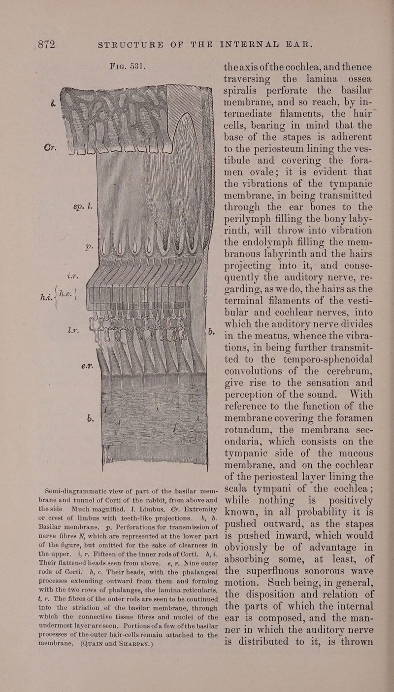 ij A Cr. sp. l. ——————, Z GLEE ZOLLELLLLELLLLL ——— SSSSSSSH=> | | ! | a un the side Much magnified. 1. Limbus, or crest of limbus with teeth-like projections. Basilar membrane. the upper. Their flattened heads seen from above. rods of Corti. b, Dd. h, i. Membrane, (QUAIN and SHARPRY.) the axis of the cochlea, and thence traversing the lamina _ ossea spiralis perforate the basilar membrane, and so reach, by in- termediate filaments, the hair~ cells, bearing in mind that the base of the stapes is adherent to the periosteum lining the ves- tibule and covering the fora- men ovale; it is evident that the vibrations of the tympanic membrane, in being transmitted through the ear bones to the perilymph filling the bony laby- the endolymph filling the mem- branous labyrinth and the hairs projecting into it, and conse- quently the auditory nerve, re- garding, as we do, the hairs as the terminal filaments of the vesti- bular and cochlear nerves, into which the auditory nerve divides in the meatus, whence the vibra- tions, in being further transmit- ted to the temporo-sphenoidal convolutions of the cerebrum, give rise to the sensation and perception of the sound. With reference to the function of the membrane covering the foramen rotundum, the membrana sec- ondaria, which consists on the tympanic side of the mucous membrane, and on the cochlear of the periosteal layer lining the scala tympani of the cochlea; while nothing is positively known, in all probability it is- pushed outward, as the stapes is pushed inward, which would obviously be of advantage in absorbing some, at least, of the superfluous sonorous wave motion. Such being, in general, the disposition and relation of the parts of which the internal ear 1s composed, and the man- ner in which the auditory nerve is distributed to it, is thrown