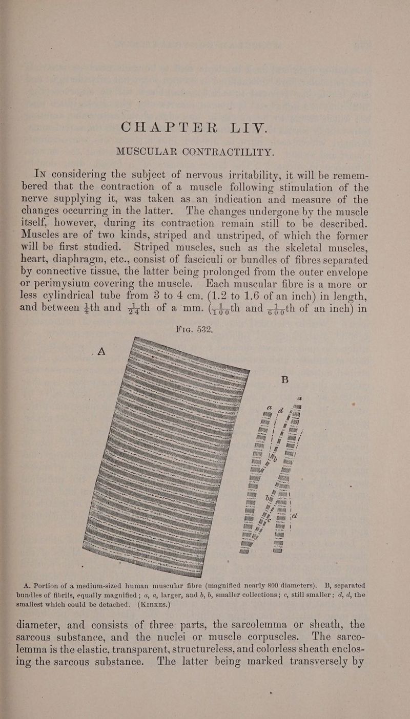 Cede Pel WR clave MUSCULAR CONTRACTILITY. In considering the subject of nervous irritability, it will be remem- bered that the contraction of a muscle following stimulation of the nerve supplying it, was taken as an indication and measure of the changes occurring in the latter. The changes undergone by the muscle itself, however, during its contraction remain still to be described. Muscles are of two kinds, striped and unstriped, of which the former will be first studied. Striped muscles, such as the skeletal muscles, heart, diaphragm, ete., consist of fasciculi or bundles of fibres separated by connective tissue, the latter being prolonged from the outer envelope or perimysium covering the muscle. Each muscular fibre is a more or less cylindrical tube mm 3 to 4 cm. (1.2 to 1.6 of an inch) in length, and between }th and »yth of a mm. (;}>th and gt jth of an inch) in s/ ah 7 De My ‘ Nig yyy — Mig —s An > — ei B S — — i. — a nt sion Ee : ll — = —s SSS | bigy 2 fag KS <—s Sa a tte ae / Fie 3 lily iy My spd od taivs Se we fog jf ie tins hy ittigae So LT ity j Se Tr NT ; a] lH SS ttt titan seas i ii my | g isa ae lt elon ee: See Sta, tae Sati el a SSS thie Same ci) 3 © ices = ee = = ig q tities ~ lit — ~ FE i ny = ni % ~~ =a ae ng ta : 0 Rigg ei Se wae 5, i P hy od z aN ~ i — = sig is bie \ % wih ried % Stas la J f eo ‘ol ena — woe) bye bin | z —— Ce 2 SS init gy tie 4 i = Ong re q _ ite mi rr na fg win a ror “ied ce 8 3 — inva 4 bs SAT i ! 4 by: ME A. Portion of a medium-sized human muscular fibre (magnified nearly 800 diameters). 3B, separated a, a, larger, and b, b, smaller collections; c, still smaller; d, d, the buniles of fibrils, equally magnified ; smallest which could be detached. (KiRKES.) diameter, and consists of three parts, the sarcolemma or sheath, the ) sarcous substance, and the nuclei or muscle corpuscles. lemma is the elastic, transparent, structureless, and colorless sheath enclos- The latter being marked transversely by ing the sarcous substance. SO ate