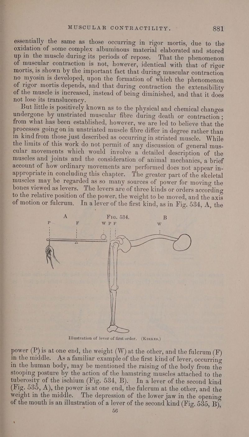 essentially the same as those occurring in rigor mortis, due to the oxidation of some complex albuminous material elaborated and stored up in the muscle during its periods of repose. That the phenomenon of muscular contraction is not, however, identical with that of rigor no myosin is developed, upon the formation of which the phenomenon of rigor mortis depends, and that during contraction the extensibility of the muscle is increased, instead of being diminished, and that it does not lose its translucency. But little is positively known as to the physical and chemical changes from what has been established, however, we are led to believe that the processes going on in unstriated muscle fibre differ in degree rather than in kind from those just described as occurring in striated muscle. While the limits of this work do not permit of any discussion of general mus- cular movements which would involve a detailed description of the muscles and joints and the consideration of animal mechanics, a brief account of how ordinary movements are performed does not appear in- appropriate in concluding this chapter. The greater part of the skeletal muscles may be regarded as so many sources of power for moving the bones viewed as levers. The levers are of three kinds or orders according to the relative position of the power, the weight to be moved, and the axis of motion or fulcrum. Ina lever of the first kind, as in Fig. 534, A, the A Fia. 534. B Illustration of lever of first order, (K1rkEs.) power (P) is at one end, the weight (W) at the other, and the fulcrum (F) in the middle. As a familiar example of the first kind of lever, occurring in the human body, may be mentioned the raising of the body from the stooping posture by the action of the hamstring muscles attached to the tuberosity of the ischium (Fig. 534, B). In a lever of the second kind (Fig. 535, A), the power is at one end, the fulcrum at the other, and the weight in the middle. The depression of the lower jaw in the opening of the mouth is an illustration of a lever of the second kind (Fig. 535, B), i‘ 56