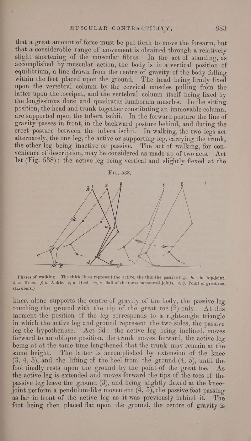 that a great amount of force must be put forth to move the forearm, but that a considerable range of movement is obtained through a relatively slight shortening of the muscular fibres. In the act of standing, as accomplished by muscular action, the body is in a vertical position of equilibrium, a line drawn from the centre of gravity of the body falling _ within the feet placed upon the ground. The head being firmly fixed upon the vertebral column by the cervical muscles pulling from the latter upon the occiput, and the vertebral column itself being fixed by the longissimus dorsi and quadratus lumborum muscles. In the sitting position, the head and trunk together constituting an immovable column, are supported upon the tubera ischii. In the forward posture the line of gravity passes in front, in the backward posture behind, and during the erect posture between the tubera ischii. In walking, the two legs act alternately, the one leg, the active or supporting leg, carrying the trunk, the other leg being inactive or passive. The act of walking, for con- venience of description, may be considered as made up of two acts. Act Ist (Fig. 538): the active leg being vertical and slightly flexed at the Phases of walking. The thick lines represent the active, the thin the passive leg. h. The hip-joint. k, a. Knee. f, b. Ankle. c, d, Heel. m, e. Ball of the tarso-metatarsal joints, z, g. Point of great toe, (LANDOIS.) knee, alone supports the centre of gravity of the body, the passive leg touching the ground with the tip of the great toe (2) only. At this moment the position of the leg corresponds to a right-angle triangle in which the active leg and ground represent the two sides, the passive leg the hypothenuse. Act 2d: the active leg being inclined, moves forward to an oblique position, the trunk moves forward, the active leg being at at the same time lengthened that the trunk may remain at the same height. ‘The latter is accomplished by extension of the knee (5, 4, 5), and the lifting of the heel from the ground (4, 5), until the foot finally rests upon the ground by the point of the great toe. ‘As _ the active leg is extended and moves forward the tips of the toes of the passive leg leave the ground (3), and being slightly flexed at the knee- joint perform a pendulum-like movement (4, 5), the passive foot passing as far in front of the active leg as it was previously behind it. The foot being then placed flat upon the ground, the centre of gravity is