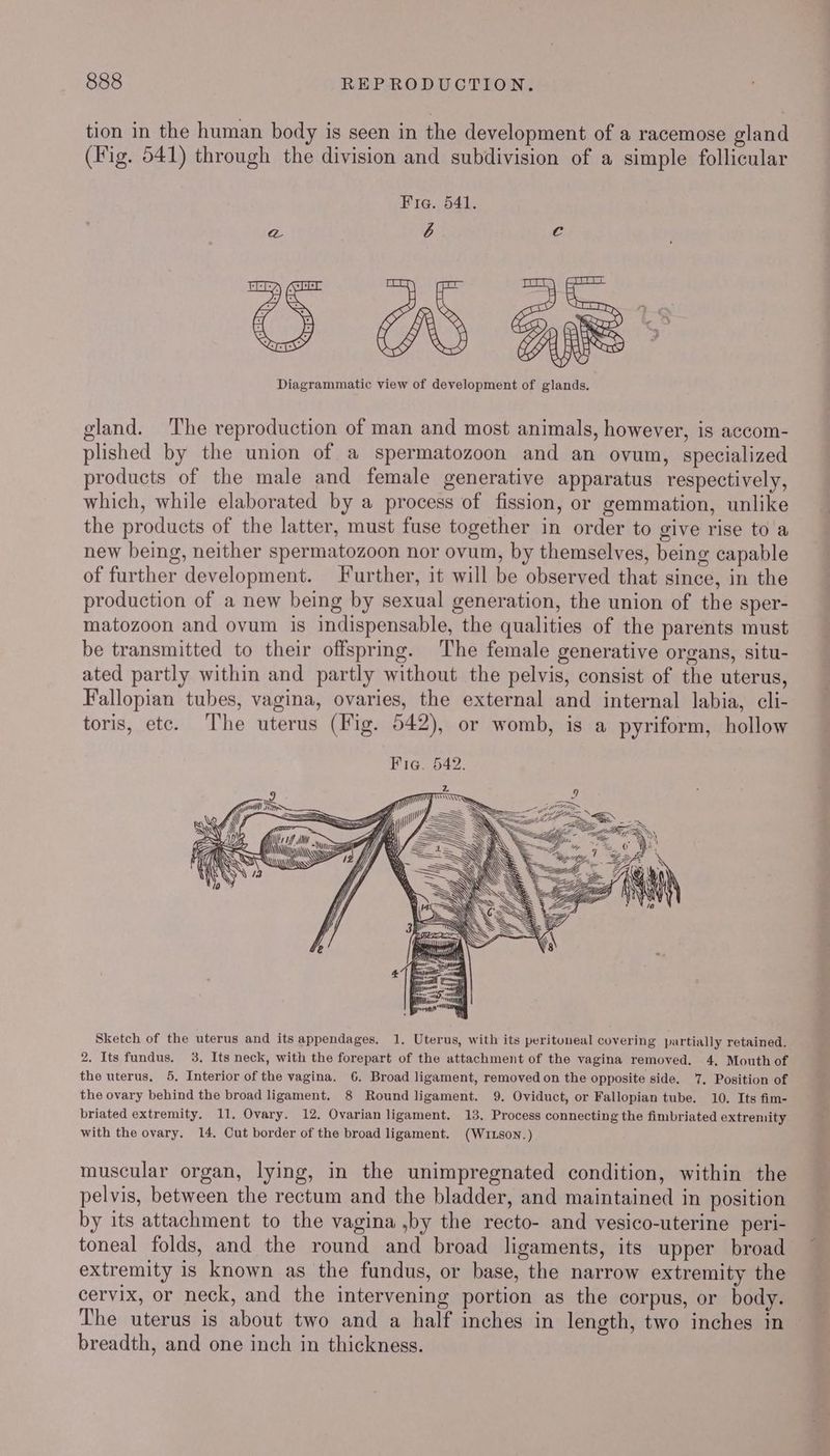 tion in the human body is seen in the development of a racemose gland (Fig. 541) through the division and subdivision of a simple follicular Fia. 541. Diagrammatic view of development of glands. gland. ‘The reproduction of man and most animals, however, is accom- plished by the union of a spermatozoon and an ovum, specialized products of the male and female generative apparatus respectively, which, while elaborated by a process of fission, or gemmation, unlike the products of the latter, must fuse together in order to give rise to a new being, neither spermatozoon nor ovum, by themselves, being capable of further development. Further, it will be observed that since, in the production of a new being by sexual generation, the union of the sper- matozoon and ovum is indispensable, the qualities of the parents must be transmitted to their offspring. The female generative organs, situ- ated partly within and partly without the pelvis, consist of the uterus, Fallopian tubes, vagina, ovaries, the external and internal labia, cli- toris, etc. The uterus (Fig. 542), or womb, is a pyriform, hollow Fia. 542. z re 11d] SSO Lj} 14 == SS Sa... HF my SSS SS —Hy A (> sift qui AY, LY \ a DD, Mm: ~<a \\ | u/{ i + i ‘c Sy AIS WON WY Q fo —S Sketch of the uterus and its appendages. 1. Uterus, with its peritoneal covering partially retained. 2. Its fundus. 3. Its neck, with the forepart of the attachment of the vagina removed. 4, Mouth of the uterus, 5, Interior of the vagina. 6. Broad ligament, removed on the opposite side. 7, Position of the ovary behind the broad ligament. 8 Round ligament. 9. Oviduct, or Fallopian tube. 10. Its fim- briated extremity. 11. Ovary. 12. Ovarian ligament. 13, Process connecting the fimbriated extremity with the ovary. 14. Cut border of the broad ligament. (WILson.) muscular organ, lying, in the unimpregnated condition, within the pelvis, between the rectum and the bladder, and maintained in position by its attachment to the vagina ,by the recto- and vesico-uterine peri- toneal folds, and the round and broad ligaments, its upper broad extremity is known as the fundus, or base, the narrow extremity the cervix, or neck, and the intervening portion as the corpus, or body. The uterus is about two and a half inches in length, two inches in breadth, and one inch in thickness.