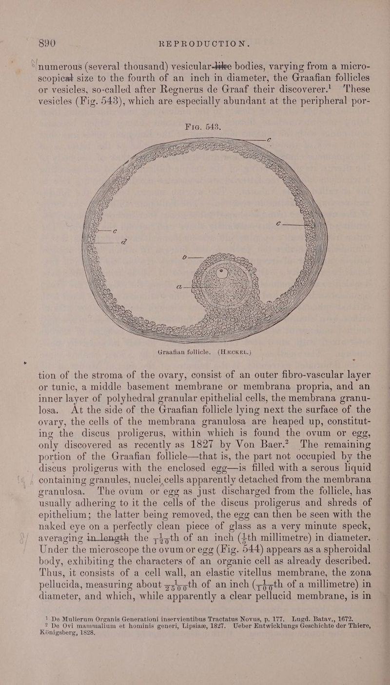 * numerous (several thousand) vesicular-te bodies, varying from a micro- scopicat size to the fourth of an inch in diameter, the Graafian follicles or vesicles, so-called after Regnerus de Graaf their discoverer.’ These vesicles (Fig. 543), which are especially abundant at the peripheral por- Fig. 548. tion of the stroma of the ovary, consist of an outer fibro-vascular layer or tunic, a middle basement membrane or membrana propria, and an inner layer of polyhedral granular epithelial cells, the membrana granu- losa. At the side of the Graafian follicle lying next the surface of the ovary, the cells of the membrana granulosa are heaped up, constitut- ing the discus proligerus, within which is found the ovum or egg, only discovered as recently as 1827 by Von Baer.’ The remaining portion of the Graafian follicle—that is, the part not occupied by the discus proligerus with the enclosed egg—is filled with a serous liquid _ containing granules, nuclei,cells apparently detached from the membrana oranulosa. The ovum or egg as just discharged from the follicle, has usually adhering to it the cells of the discus proligerus and shreds of epithelium ; the latter being removed, the egg can then be seen with the naked eye on a perfectly clean piece of glass as a very minute speck, averaging intlensth the ;}jth of an inch (4th millimetre) in diameter. Under the mier oscope the ovum or egg (Hig. 544) appears as a spheroidal body, exhibiting the characters of an organic cell as already described. Thus, it consists of a cell wall, an elastic vitellus membrane, the zona pellucida, measuring about z;4,yth of an inch (z4,th of a millimetre) in diameter, and which, while apparently a clear pellucid membrane, is in 1. De Mulierum Organis Generationi inservientibus Tractatus Novus, p. 177. Lugd. Batay., 1672. 2 De Ovi mammalium et hominis generi, Lipsiaz, 1827. Ueber Entwicklungs Geschichte der Thiere, Konigsberg, 1828.