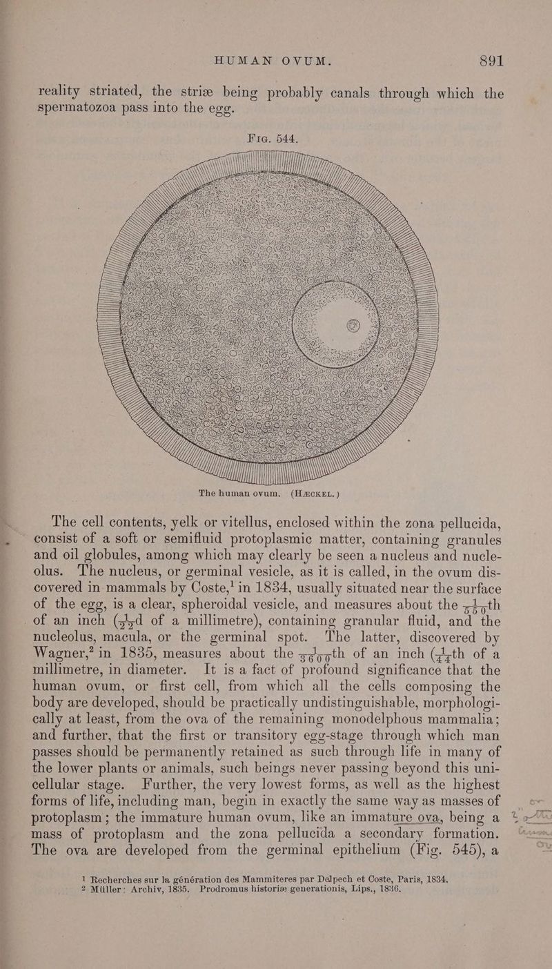 i ee Oe Ne, eee eee se ee ee a re HUMAN OVUM. 891 reality striated, the striz being probably canals through which the spermatozoa pass into the egg. ene” The human ovum, (HACKEL. ) The cell contents, yelk or vitellus, enclosed within the zona pellucida, consist of a soft or semifluid protoplasmic matter, containing granules and oil globules, among which may clearly be seen a nucleus and nucle- olus. The nucleus, or germinal vesicle, as it is called, in the ovum dis- covered in mammals by Coste,’ in 1854, usually situated near the surface of the egg, is a clear, spheroidal vesicle, and measures about the styth nucleolus, macula, or the germinal spot. ‘The latter, discovered by Wagner,” in 1835, measures about the s,/5,th of an inch ({;th of a millimetre, in diameter. It is a fact of profound significance that the human ovum, or first cell, from which all the cells composing the body are developed, should be practically undistinguishable, morphologi- cally at least, from the ova of the remaining monodelphous mammalia; and further, that the first or transitory egg-stage through which man passes should be permanently retained as such through life in many of cellular stage. Further, the very lowest forms, as well as the highest forms of life, including man, begin in exactly the same way as masses of protoplasm ; the immature human ovum, like an immature ova, being a mass of protoplasm and the zona pellucida a secondary formation. The ova are developed from the germinal epithelium (Fig. 545), a 1 Recherches sur la génération des Mammiteres par Delpech et Coste, Paris, 1834.
