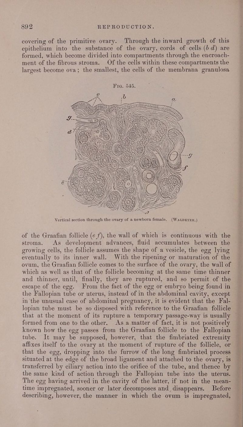 covering of the primitive ovary. Through the inward growth of this epithelium into the substance of the ovary, cords of cells (6d) are formed, which become divided into compartments through the encroach- ment of the fibrous stroma. Of the cells within these compartments the largest become ova; the smallest, the cells of the membrana granulosa Uy, IK ze) ° ) 2) =A, X * \ : ; gee A), Ny es a Vertical section through the ovary of a newborn female. (WaLpryEr.) of the Graafian follicle (ef), the wall of which is continuous with the stroma. As development advances, fluid accumulates between the growing cells, the follicle assumes the shape of a vesicle, the egg lying eventually to its inner wall. With the ripening or maturation of the ovum, the Graafian follicle comes to the surface of the ovary, the wall of which as well as that of the follicle becoming at the same time thinner and thinner, until, finally, they are ruptured, and so permit of the escape of the egg. From the fact of the egg or embryo being found in the Fallopian tube or uterus, instead of in the abdominal cavity, except in the unusual case of abdominal pregnancy, it is evident that the Fal- lopian tube must be so disposed with reference to the Graafian follicle that at the moment of its rupture a temporary passage-way is usually formed from one to the other. As a matter of fact, it is not positively known how the egg passes from the Graafian follicle to the Fallopian tube. It may be supposed, however, that the fimbriated extremity affixes itself to the ovary at the moment of rupture of the follicle, or that the egg, dropping into the furrow of the long fimbriated process situated at the edge of the broad ligament and attached to the ovary, is transferred by ciliary action into the orifice of the tube, and thence by the same kind of action through the Fallopian tube into the uterus. The ege having arrived in the cavity of the latter, if not in the mean- time impregnated, sooner or later decomposes and_ disappears. Before describing, however, the manner in which the ovum is impregnated,