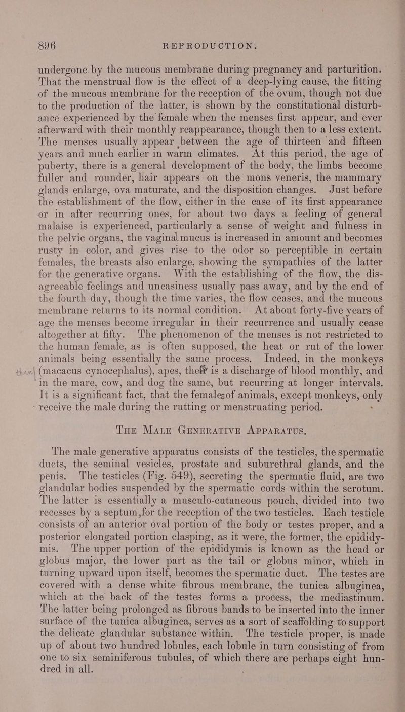 undergone by the mucous membrane during pregnancy and parturition. That the menstrual flow is the effect of a deep-lying cause, the fitting of the mucous membrane for the reception of the ovum, though not due to the production of the latter, is shown by the constitutional disturb- ance experienced by the female when the menses first appear, and ever afterward with their monthly reappearance, though then to a less extent. The menses usually appear between the age of thirteen and fifteen years and much earlier in warm climates. At this period, the age of puberty, there is a general development of the body, the limbs become fuller and rounder, hair appears on the mons veneris, the mammary glands enlarge, ova maturate, and the disposition changes. Just before the establishment of the flow, either in the case of its first appearance or in after recurring ones, for about two days a feeling of general malaise is experienced, particularly a sense of weight and fulness in the pelvic organs, the vaginal mucus is. increased in amount and becomes rusty in color, and gives rise to the odor so perceptible in certain females, the breasts also enlarge, showing the sympathies of the latter for the generative organs. With the establishing of the flow, the dis- agreeable feelings and uneasiness usually pass away, and by the end of the fourth day, though the time varies, the flow ceases, and the mucous membrane returns to its normal condition. At about forty-five years of age the menses become irregular in their recurrence and usually cease altogether at fifty. The phenomenon of the menses is not restricted to the human female, as is often supposed, the heat or rut of the lower animals being essentially the same process. Indeed, in the monkeys «| (macacus cynocephalus), apes, thef” is a discharge of blood monthly, and ‘in the mare, cow, and dog the same, but recurring at longer intervals. It is a significant fact, that the femalesof animals, except monkeys, only receive the male during the rutting or menstruating period. ; THE MALE GENERATIVE APPARATUS. The male generative apparatus consists of the testicles, the spermatic ducts, the seminal vesicles, prostate and suburethral glands, and the penis. ‘The testicles (Fig. 549), secreting the spermatic fluid, are tw glandular bodies suspended by the spermatic cords within the scrotum. The latter is essentially a musculo-cutaneous pouch, divided into two recesses by a septum,for the reception of the two testicles. Hach testicle consists of an anterior oval portion of the body or testes proper, and a posterior elongated portion clasping, as it were, the former, the epididy- mis. ‘The upper portion of the epididymis is known as the head or globus major, the lower part as the tail or globus minor, which in turning upward upon itself, becomes the spermatic duct. The testes are covered with a dense white fibrous membrane, the tunica albuginea, which at the back of the testes forms a process, the mediastinum. The latter being prolonged as fibrous bands to be inserted into the inner surface of the tunica albuginea, serves as a sort of scaffolding to support the delicate glandular substance within. The testicle proper, is made up of about two hundred lobules, each lobule in turn consisting of from one to six seminiferous tubules, of which there are perhaps eight hun- dred in all.