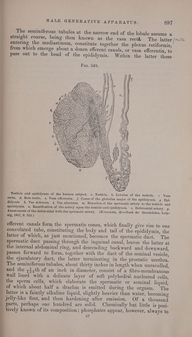 The seminiferous tubules at the narrow end of the lobule assume a entering the mediastinum, constitute together the plexus retiformis, from which emerge about a dozen efferent canals, or vasa efferentia, to pass out to the head of the epididymis. Within the latter these Testicle and epididymis of the human subject. a. Testicle. b. Lobules of the testicle. c Vasa recta. d. Rete testis, e. Vasa efferentia. f Cones of the globulus major of the epididymis. g Epi- didymis. h. Vas deferens. 4, Vas aberrans. m. Branches of the spermatic artery to the testicle and epididymis, ». Ramification of the artery upon the testicle and epididymis. 0. Deferential artery. p. Anastomosis of the deferential with the spermatic artery. (KititKer, Handbuch der Gewebelehre, Leip- zig, 1867, S. 523.) efferent canals form the spermatic cones, which final] y give rise to one convoluted tube, constituting the body and tail of the epididymis, the latter of which, as just mentioned, becomes the spermatic duct. The spermatic duct passing through the inguinal canal, leaves the latter at the internal abdominal ring, and descending backward and downward, passes forward to form, together with the duct of the seminal vesicle, the ejaculatory duct, the latter terminating in the prostatic urethra. The seminiferous tubules, about thirty inches in length when unravelled, and the z45th of an inch in diameter, consist of a fibro-membranous wall lined with a delicate layer of soft polyhedral nucleated cells, the sperm cells, which elaborate the spermatic or seminal liquid, of which about half a drachm is emitted during the orgasm. ‘The latter is a faintly alkaline liquid, slightly heavier than water, becoming parts, perhaps one hundred are solid. Chemically but little is posi- tively known of its composition; phosphates appear, however, always to 57
