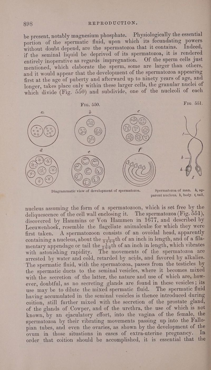 be present, notably magnesium phosphate. Physiologically the essential portion of the spermatic fluid, upon which its fecundating powers. without doubt depend, are the spermatozoa that it contains. Indeed, if the seminal liquid be deprived of its spermatozoa, it is rendered entirely inoperative as regards impregnation. Of the sperm cells just mentioned, which elaborate the sperm, some are larger than others, and it would appear that the development of the spermatozoa appearing first at the age of puberty and afterward up to ninety years of age, and longer, takes place only within these larger cells, the granular nuclei of which divide (Fig. 550) and subdivide, one of the nucleoli of each Fia. 550. Fie. 551. Diagrammatic view of development of spermatozoa. Spermatozoa of man. h, ap- parent nucleus. b, body. 4, tail. nucleus assuming the form of a spermatozoon, which is set free by the deliquescence of the cell wall enclosing it. The spermatozoa (Hig. 501), discovered by Hammins or Von Hammen in 1677, and described by Leeuwenhoek, resemble the flagellate animalculee for which they were first taken. A spermatozoon consists of an ovoidal head, apparently containing a nucleus, about the s51;7th of an inch in length, and of a fila- mentary appendage or tail the <4 5th of an inch in length, which vibrates with astonishing rapidity. The movements of the spermatozoa are arrested by water and cold, retarded by acids, and favored by alkalies. ‘The spermatic fluid, with the spermatozoa, passes from the testicles by the spermatic ducts to the seminal vesicles, where it becomes mixed with the secretion of the latter, the nature and use of which are, how- ever, doubtful, as no secreting glands are found in these vesicles ; its use may be to dilute the mixed spermatic fluid. The spermatic fluid having accumulated in the seminal vesicles is thence introduced during coition, still further mixed with the secretion of the prostate gland, of the glands of Cowper, and of the urethra, the use of which is not ~ known, by an ejaculatory effort, into the vagina of the female, the ~ spermatozoa by their vibrating movements passing up into the Fallo- pian tubes, and even the ovaries, as shown by the development of the ovum in those situations in cases of extra-uterine pregnancy. In order that coition should be accomplished, it is essential that the