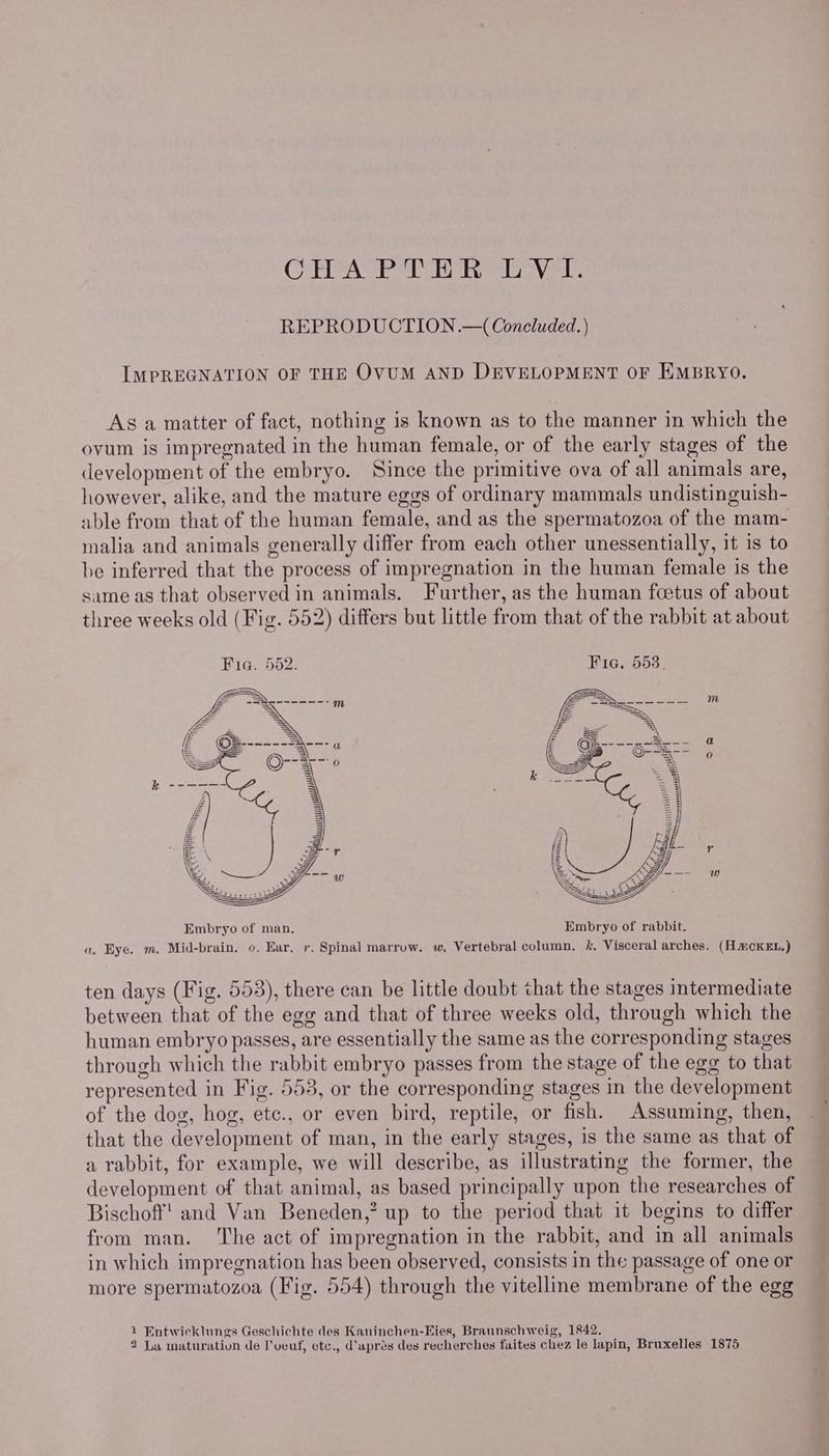 CAPA ey lave REPRODUCTION.—( Concluded.) IMPREGNATION OF THE OVUM AND DEVELOPMENT OF EMBRYO. As a matter of fact, nothing is known as to the manner in which the ovum is impregnated in the human female, or of the early stages of the development of the embryo. Since the primitive ova of all animals are, however, alike, and the mature eggs of ordinary mammals undistinguish- able from that of the human female, and as the spermatozoa of the mam- malia and animals generally differ from each other unessentially, it 1s to be inferred that the process of impregnation in the human female is the same as that observed in animals. Further, as the human foetus of about three weeks old (Fig. 552) differs but little from that of the rabbit at about Fig. 552: Fic. 553. = —SS_---—--— m wae ca oe A= @ ee ee =) a) = k =i Ae -—- Ww Embryo of rabbit. a. Bye. m. Mid-brain. o. Ear, r. Spinal marruw. w. Vertebral column. &. Visceral arches. (HmcKEL.) ten days (Fig. 553), there can be little doubt chat the stages intermediate between that of the egg and that of three weeks old, through which the human embryo passes, are essentially the same as the corresponding stages through which the rabbit embryo passes from the stage of the egg to that represented in Fig. 553, or the corresponding stages in the development of the dog, hog, etc., or even bird, reptile, or fish. Assuming, then, that the development of man, in the early stages, is the same as that of a rabbit, for example, we will describe, as illustrating the former, the development of that animal, as based principally upon the researches of Bischoff! and Van Beneden,? up to the period that it begins to differ from man. ‘The act of impregnation in the rabbit, and in all animals in which impregnation has been observed, consists in the passage of one or more spermatozoa (Fig. 554) through the vitelline membrane of the egg Entwicklungs Geschichte des Kaninchen-Kies, Braunschweig, 1842. 1