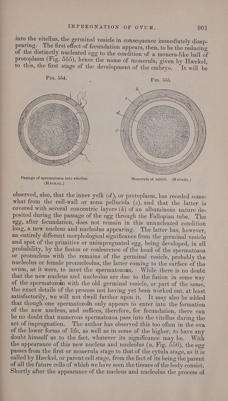 into the vitellus, the germinal vesicle in consequence immediately disap- pearing. The first effect of fecundation appears, then, to be the reducing of the distinctly nucleated egg to the condition of a monera-like ball of protoplasm (Fig. 555), hence the name of monerula, given by Heckel, to this, the first stage of the development of the embryo. It will be Fia. 554. BIG? 655: Q \ Lp, GE: TU Passage of spermatozoa into vitellus. Monerula of rabbit. (Hacxket.) (H2cCKEL.) observed, also, that the inner yelk (d), or protoplasm, has receded some- what from the cell-wall or zona pellucida (z), and that the latter is covered with several concentric layers (h) of an albuminous nature de- posited during the passage of the egg through the Fallopian tube. The egg, after fecundation, does not remain in this unnucleated condition long, a new nucleus and nucleolus appearing. The latter has, however, an entirely different morphological significance from the germinal vesicle and spot of the primitive or unimpregnated egg, being developed, in all probability, by the fusion or coalescence of the head of the spermatozoa or pronucleus with the remains of the germinal vesicle, probably the nucleolus or female pronucleolus, the latter coming to the surface of the ovum, as it were, to meet the spermatozoan. While there is no doubt that the new nucleus and nucleolus are due to the fusion in some way of the spermatozom with the old germinal vesicle, or part of the same, the exact details of the process not having yet been worked out, at least satisfactorily, we will not dwell further upon it. It may also be added that though one spermatozoin only appears to enter into the formation of the new nucleus, and suffices, therefore, for fecundation, there can be no doubt that numerous spermatozoa pass into the vitellus during the act of impregnation. The author has observed this too often in the ova of the lower forms of life, as well as in some of the higher, to have any doubt himself as to the fact, whatever its significance may be. With the appearance of this new nucleus and nucleolus (n, Fig. 556), the ege passes from the first or monerula stage to that of the cytula stage, as it is called by Heckel, or parent cell stage, from the fact of its being the parent of all the future cells of which we have seen the tissues of the body consist. Shortly after the appearance of the nucleus and nucleolus the process of