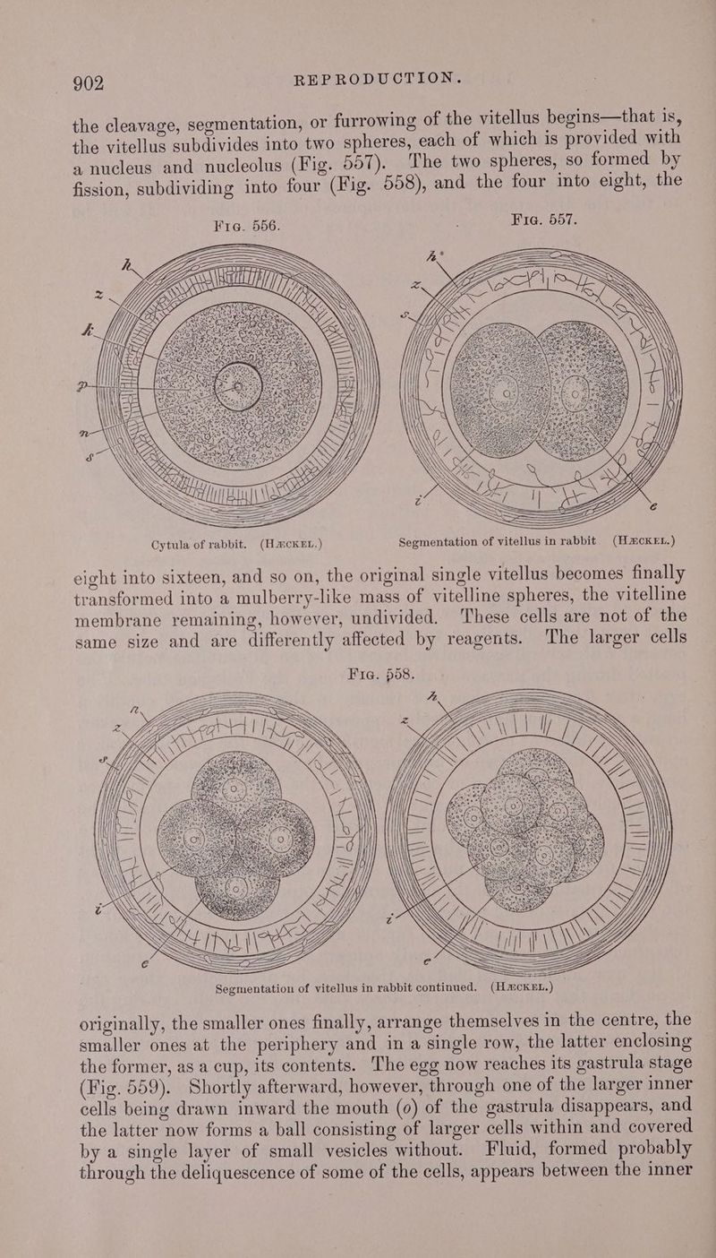 the cleavage, segmentation, or furrowing of the vitellus begins—that is, the vitellus subdivides into two spheres, each of which is provided with a nucleus and nucleolus (Fig. 557). The two spheres, so formed by fission, subdividing into four (Fig. 558), and the four into eight, the Fig. 557. eight into sixteen, and so on, the original single vitellus becomes finally transformed into a mulberry-like mass of vitelline spheres, the vitelline membrane remaining, however, undivided. These cells are not of the same size and are differently affected by reagents. The larger cells Fig. $58. originally, the smaller ones finally, arrange themselves in the centre, the smaller ones at the periphery and in a single row, the latter enclosing the former, as a cup, its contents. The egg now reaches its gastrula stage (Fig. 559). Shortly afterward, however, through one of the larger inner cells being drawn inward the mouth (0) of the gastrula disappears, and the latter now forms a ball consisting of larger cells within and covered by a single layer of small vesicles without. Fluid, formed probably through the deliquescence of some of the cells, appears between the inner