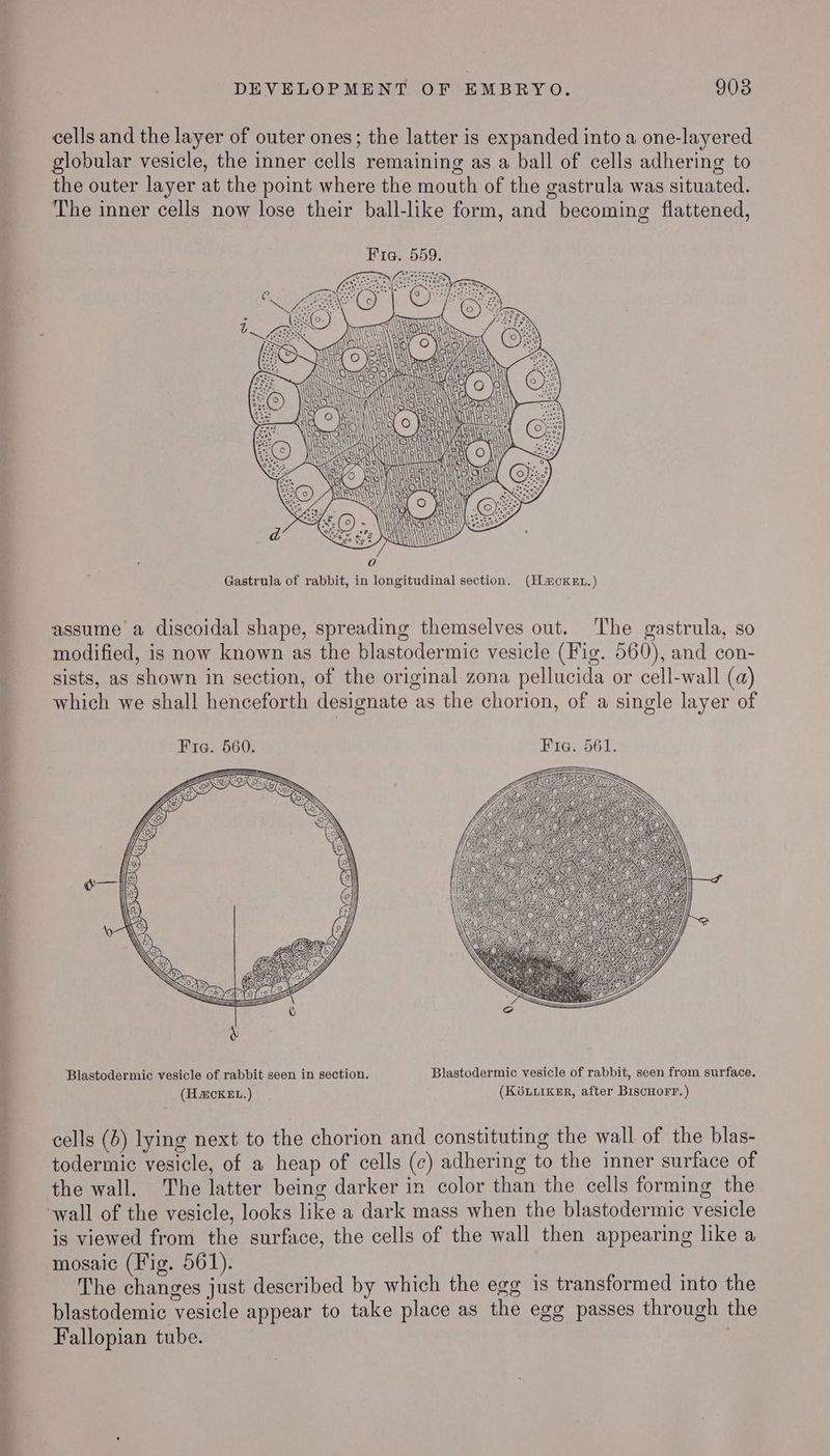 DEVELOPMENT OF EMBRYO. 908 cells and the layer of outer ones; the latter is expanded into a one-layered globular vesicle, the inner cells remaining as a ball of cells adhering to the outer layer at the point where the mouth of the gastrula was situated. The inner cells now lose their ball-like form, and becoming flattened, Fia. 559 . S9) Mt i he Q) Gastrula of rabbit, in longitudinal section. (Hacxegt.) assume a discoidal shape, spreading themselves out. The gastrula, so modified, is now known as the blastodermic vesicle (Fig. 560), and con- sists, as shown in section, of the original zona pellucida or cell-wall (a) which we shall henceforth designate as the chorion, of a single layer of Fria. 560. Fia. 561. & Blastodermic vesicle of rabbit seen in section. Blastodermic vesicle of rabbit, seen from surface. (H&CKEL.) (KGOLLIKER, after BIscHoFr.) cells (6) lying next to the chorion and constituting the wall of the blas- todermic vesicle, of a heap of cells (c) adhering to the inner surface of the wall. The latter being darker in color than the cells forming the is viewed from the surface, the cells of the wall then appearing like a mosaic (Fig. 561). The changes just described by which the egg is transformed into the blastodemic vesicle appear to take place as the egg passes through the Fallopian tube.