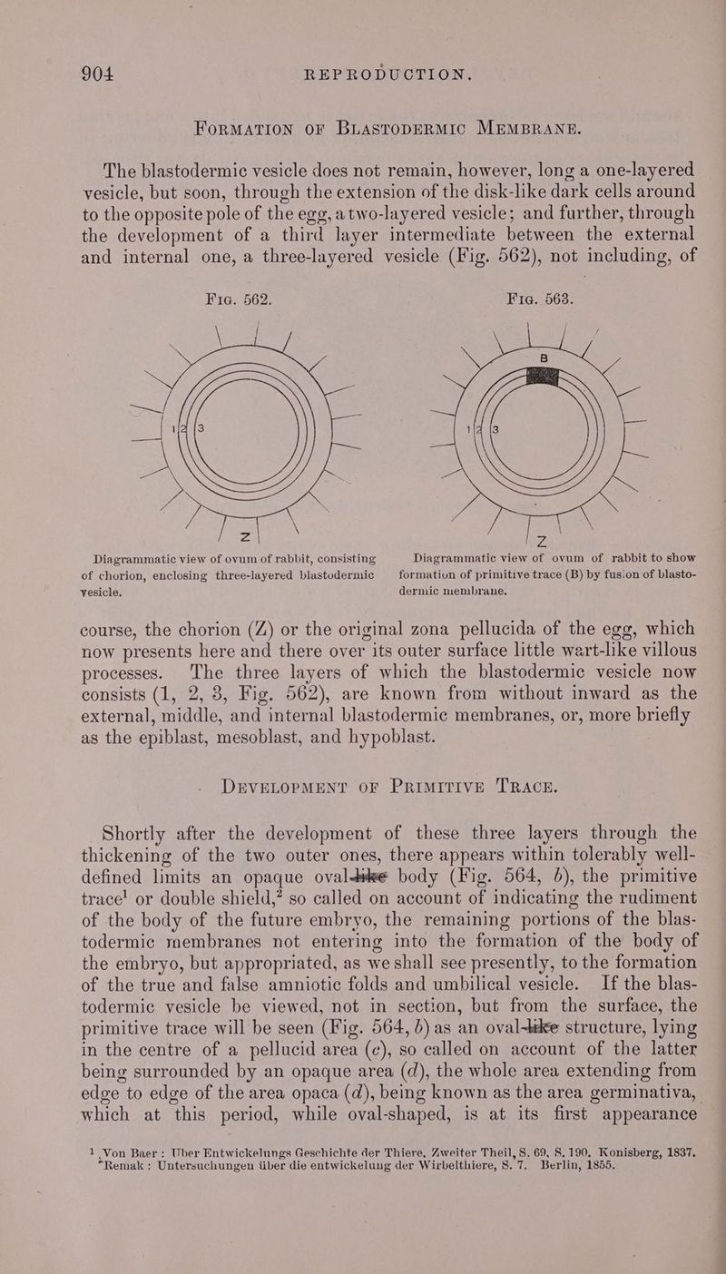 FoRMATION OF BLASTODERMIC MEMBRANE. The blastodermic vesicle does not remain, however, long a one-layered vesicle, but soon, through the extension of the disk-like dark cells around to the opposite pole of the egg, atwo-layered vesicle; and further, through the development of a third layer intermediate between the external and internal one, a three-layered vesicle (Fig. 562), not including, of Fig. 562. Fig. 568. Diagrammatic view of ovum of rabbit, consisting Diagrammatic view of ovum of rabbit to show of chorion, enclosing three-layered blastodermic formation of primitive trace (B) by fusion of blasto- vesicle, dermic membrane. course, the chorion (Z) or the original zona pellucida of the egg, which now presents here and there over its outer surface little wart-like villous processes. The three layers of which the blastodermic vesicle now consists (1, 2, 3, Fig. 562), are known from without inward as the external, middle, and internal blastodermic membranes, or, more briefly as the epiblast, mesoblast, and hypoblast. DEVELOPMENT OF PRIMITIVE T'RACE. Shortly after the development of these three layers through the thickening of the two outer ones, there appears within tolerably well- defined limits an opaque ovaldwe body (Fig. 564, 6), the primitive trace! or double shield,” so called on account of indicating the rudiment of the body of the future embryo, the remaining portions of the blas- todermic rmembranes not entering into the formation of the body of the embryo, but appropriated, as we shall see presently, to the formation of the true and false amniotic folds and umbilical vesicle. If the blas- todermic vesicle be viewed, not in section, but from the surface, the primitive trace will be seen (Fig. 564, 6) as an oval-tke structure, lying in the centre of a pellucid area (¢), so called on account of the latter being surrounded by an opaque area (d), the whole area extending from edge to edge of the area opaca (d), being known as the area germinativa, which at this period, while oval-shaped, is at its first appearance 1 Von Baer : Uber Entwickelungs Geschichte der Thiere, Zweiter Theil, S. 69, 8,190, Konisberg, 1837, “Remak : Untersuchungen iiber die entwickelung der Wirbelthiere, 8. 7. Berlin, 1855.