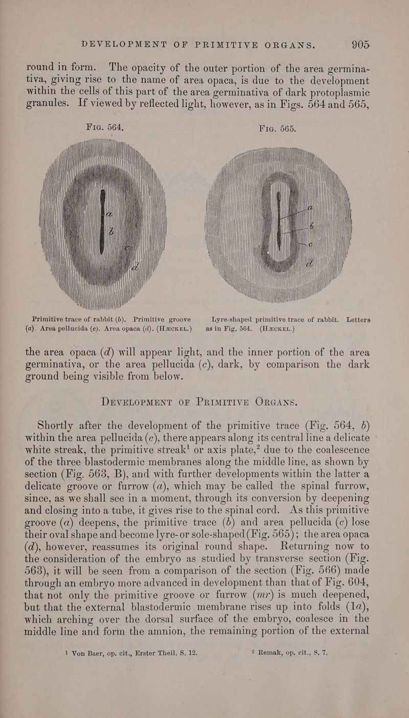 DEVELOPMENT OF PRIMITIVE ORGANS. 90d round in form. ‘The opacity of the outer portion of the area germina- tiva, giving rise to the name of area opaca, is due to the development within the cells of this part of the area germinativa of dark protoplasmic granules. If viewed by reflected light, however, as in Figs. 564 and 565, Fia. 564, Fira. 5665. | ri “ it | | ——— ——— | vi qc | a i \ \ \ Uae Primitive trace of rabbit (b). Primitive groove Lyre-shaped primitive trace of rabbit. Letters (a). Area pellucida (c). Area opaca (d). (H @CKEL.) as in Fig, 564. (HmckEt.) the area opaca (d) will appear light, and the inner portion of the area germinativa, or the area pellucida (c), dark, by comparison the dark ground being visible from below. DEVELOPMENT OF PRIMITIVE ORGANS. Shortly after the development of the primitive trace (Fig. 564, 6) within the area pellucida (c), there appears along its central line a delicate white streak, the primitive streak’ or axis plate,” due to the coalescence of the three blastodermic membranes along the middle line, as shown by section (Fig. 563, B), and with further developments within the latter a delicate groove or furrow (a), which may be called the spinal furrow, since, as we shall see in a moment, through its conversion by deepening and closing into a tube, it gives rise to the spinal cord. As this primitive groove (a) deepens, the primitive trace (b) and area pellucida (c) lose their oval shape and become lyre- or sole-shaped (Fig. 565); the area opaca (d), however, reassumes its original round shape. Returning now to the consideration of the embryo as studied by transverse section (Fig. 563), it will be seen from a comparison of the section (Fig. 566) made through an embryo more advanced in development than that of Fig. 604, that not only the primitive groove or furrow (m7) is much deepened, but that the external blastodermic membrane rises up into folds (1a), which arching over the dorsal surface of the embryo, coalesce in the middle line and form the amnion, the remaining portion of the external