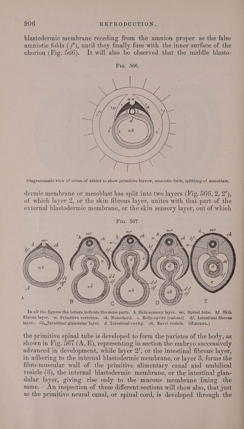 blastodermic membrane receding from the amnion proper as the false amniotic folds (/’), until they finally fuse with the inner surface of the chorion (Fig. 566). It will also be observed that the middle blasto- Diagrammatic view of ovum of rabbit to show primitive furrow, amniotic folds, splitting of mesoblast. dermic membrane or mesoblast has split into two layers (Fig. 566, 2, 2’), of which layer 2, or the skin fibrous layer, unites with that part of the external blastodermic membrane, or the skin sensory layer, out of which Fia. 567. the primitive spinal tube is developed to form the parietes of the body, as shown in Fig. 567 (A, E), representing in section the embryo successively advanced in development, while layer 2’, or the intestinal fibrous layer, in adhering to the internal blastodermic membrane, or layer 3, forms the fibro-muscular wall of the primitive alimentary canal and umbilical vesicle (3), the internal blastodermic membrane, or the intestinal glan- dular layer, giving rise only to the mucous membrane lining the same. An inspection of these different sections will show also, that just as the primitive neural canal, or spinal cord, is developed through the