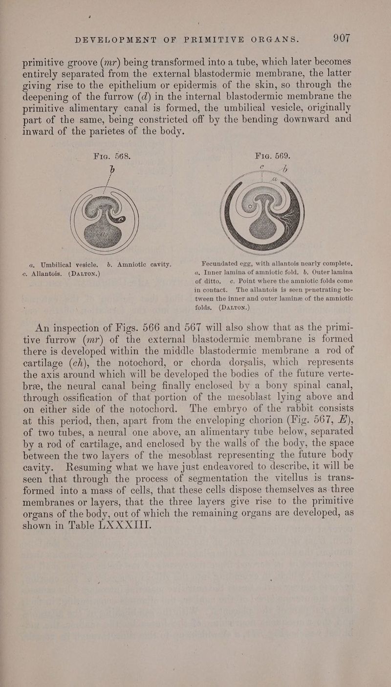 ‘ DEVELOPMENT OF PRIMITIVE ORGANS. 907 primitive groove (mr) being transformed into a tube, which later becomes entirely separated from the external blastodermic membrane, the latter giving rise to the epithelium or epidermis of the skin, so through the deepening of the furrow (d) in the internal blastodermic membrane the primitive alimentary canal is formed, the umbilical vesicle, originally part of the same, being constricted off by the bending downward and inward of the parietes of the body. a. Umbilical vesicle. 6. Amniotic cavity. Fecundated egg, with allantois nearly complete. ce, Allantois. (DALToN.) a. Inner lamina of amniotic fold. b. Outer lamina of ditto. c¢. Point where the amniotic folds come in contact. The allantois is seen penetrating be- tween the inner and outer lamine of the amniotic folds. (Datron.) An inspection of Figs. 566 and 567 will also show that as the primi- tive furrow (mr) of the external blastodermic membrane is formed there is developed within the middle blastodermic membrane a rod of cartilage (ch), the notochord, or chorda dorsalis, which represents the axis around which will be developed the bodies of the future verte- bree, the neural canal being finally enclosed by a bony spinal canal, through ossification of that portion of the mesoblast lying above and on either side of the notochord. The embryo of the rabbit consists at this period, then, apart from the enveloping chorion (Fig. 567, &), of two tubes, a neural one above, an alimentary tube below, separated by a rod of cartilage, and enclosed by the walls of the body, the space between the two layers of the mesoblast representing the future body cavity. Resuming what we have just endeavored to describe, it will be seen that through the process of segmentation the vitellus is trans- formed into a mass of cells, that these cells dispose themselves as three membranes or layers, that the three layers give rise to the primitive organs of the body, out of which the remaining organs are developed, as shown in Table LX XXIII.