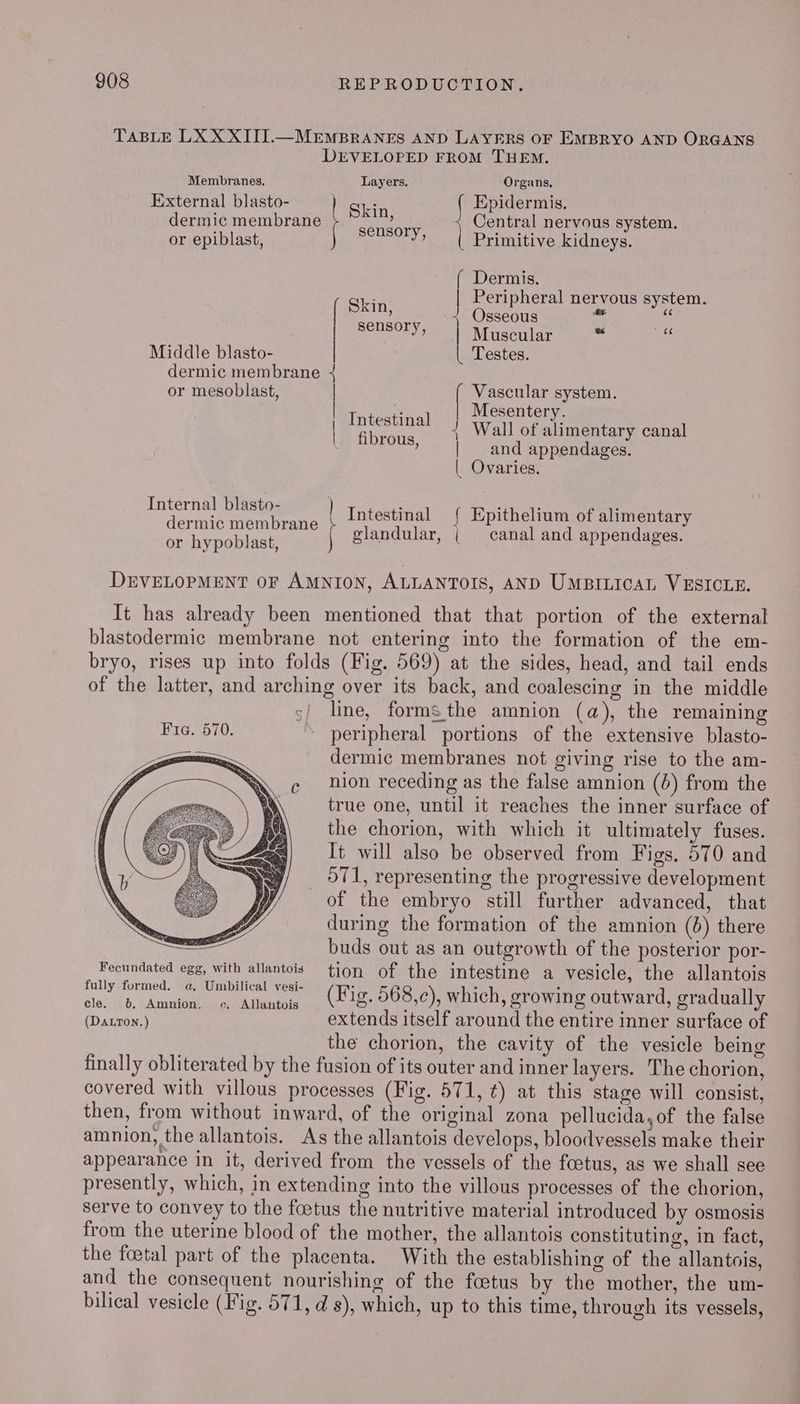 TABLE LX X XIII.—MEMBRANES AND LAYERS OF EMBRYO AND ORGANS DEVELOPED FROM THEM. Membranes, Layers. Organs. External blasto- aire Epidermis. dermic membrane : Central nervous system. or epiblast, ae ee Primitive kidneys. Dermis. Peripheral nervous system. Pein, Osseous 28 . Neen e. Muscular = a5 Middle blasto- | Testes. dermic membrane { or mesoblast, Vascular system. Mesentery. Wall of alimentary canal and appendages. | Ovaries. ; Intestinal j | fibrous, | Internal blasto- dermic membrane or hypoblast, Intestinal { Epithelium of alimentary glandular, {| canal and appendages. DEVELOPMENT OF AMNION, ALLANTOIS, AND UMBILICAL VESICLE. It has already been mentioned that that portion of the external blastodermic membrane not entering into the formation of the em- bryo, rises up into folds (Fig. 569) at the sides, head, and tail ends of the latter, and arching over its back, and coalescing in the middle ;/ line, forms the amnion (a), the remaining Fra. 570. peripheral portions of the extensive blasto- dermic membranes not giving rise to the am- nion receding as the false amnion (6) from the true one, until it reaches the inner surface of the chorion, with which it ultimately fuses. It will also be observed from Figs. 570 and 571, representing the progressive development of the embryo still further advanced, that during the formation of the amnion (6) there buds out as an outgrowth of the posterior por- Fecundated egg, with allantois tion of the intestine a vesicle, the allantois ly orn. Unoial ak (ig, 568,0), which, growing outward, gradually (Datron.) extends itself around the entire inner surface of the chorion, the cavity of the vesicle being finally obliterated by the fusion of its outer and inner layers. The chorion, covered with villous processes (Fig. 571, t) at this stage will consist, then, from without inward, of the original zona pellucida,of the false amnion, the allantois. As the allantois develops, bloodvessels make their appearance in it, derived from the vessels of the foetus, as we shall see presently, which, in extending into the villous processes of the chorion, serve to convey to the foetus the nutritive material introduced by osmosis from the uterine blood of the mother, the allantois constituting, in fact, the foetal part of the placenta. With the establishing of the allantois, and the consequent nourishing of the foetus by the mother, the um- bilical vesicle (Fig. 571, ds), which, up to this time, through its vessels,