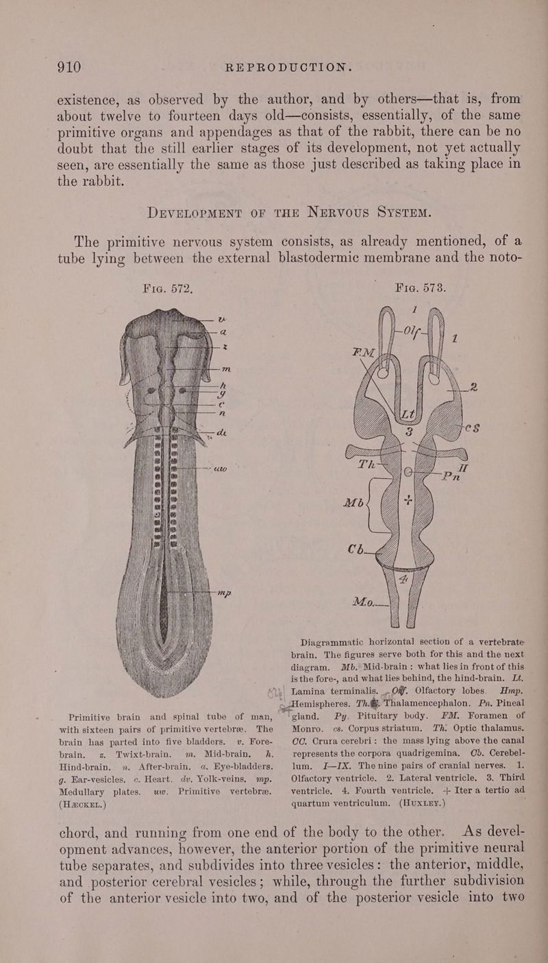 existence, as observed by the author, and by others—that is, from about twelve to fourteen days old—consists, essentially, of the same primitive organs and appendages as that of the rabbit, there can be no doubt that the still earlier stages of its development, not yet actually seen, are essentially the same as those just described as taking place in the rabbit. DEVELOPMENT OF THE NERVOUS SYSTEM. The primitive nervous system consists, as already mentioned, of a tube lying between the external blastodermic membrane and the noto- Fia. 572, Fi. 573. Pil Ai iit uM i> 1 4 Y Ch (Rory {ee ) : if / / : wh, A yo Yo y ; 4 a A 5) tos Y ae | Gy ) ) ail Ii kh elim or bal if > s\i9 Mb + Missa boat as J wa fd Y) j 1 lt jj, GY \F7/ / so} | . UU Diagrammatic horizontal section of a vertebrate brain. The figures serve both for this and the next diagram. Mb.’ Mid-brain : what lies in front of this is the fore-, and what lies behind, the hind-brain. Lt. “\. Lamina terminalis. ,.0@. Olfactory lobes. Hmp. gtlemispheres. Th: ‘Thalamencephalon. Pn. Pineal Primitive brain and spinal tube of man, ‘gland. Py. Pituitary body. FM. Foramen of with sixteen pairs of primitive vertebre. The Monro. cs. Corpus striatum. Th. Optic thalamus. brain has parted into five bladders. v. Fore- CC. Crura cerebri: the mass lying above the canal brain. 2 Twixt-brain. m. Mid-brain. h. represents the corpora quadrigemina. Od. Cerebel- Hind-brain. ». After-brain. «a. Eye-bladders. lum. J[—IX. Thenine pairs of cranial nerves. 1. g. Har-vesicles. c. Heart. dv, Yolk-veins. mp. Olfactory ventricle. 2. Lateral ventricle. 3. Third Medullary plates. ww. Primitive vertebra. ventricle, 4. Fourth ventricle. -++ Iter a tertio ad (H&CKEL.) quartum ventriculum. (HUXLEY.) . chord, and running from one end of the body to the other. As devel- opment advances, however, the anterior portion of the primitive neural tube separates, and subdivides into three vesicles: the anterior, middle, and posterior cerebral vesicles; while, through the further subdivision of the anterior vesicle into two, and of the posterior vesicle into two