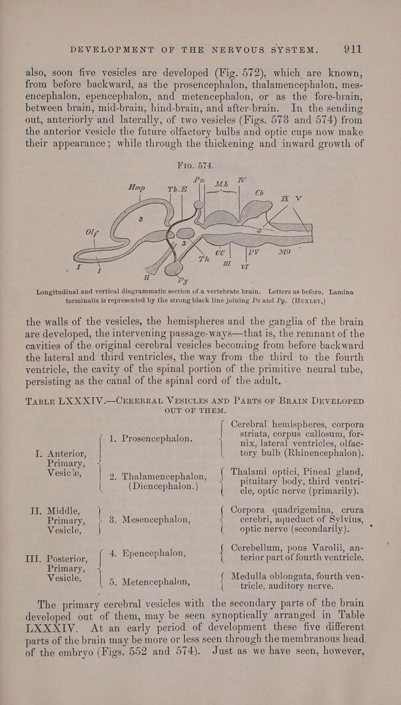 also, soon five vesicles are developed (Fig. 572), which are known, from before backward, as the prosencephalon, thalamencephalon, mes- encephalon, epencephalon, and metencephalon, or as the fore-brain, between brain, mid-brain, hind-brain, and after-brain. In the sending out, anteriorly and laterally, of two vesicles (Figs. 578 and 574) from the anterior vesicle the future olfactory bulbs and optic cups now make their appearance; while through the thickening and inward growth of Longitudinal and vertical diagrammatic section of a vertebrate brain. Letters as before. Lamina terminalis is represented by the strong black line joining Pa and Pg. (Hux.ry,) the walls of the vesicles, the hemispheres and the ganglia of the brain are developed, the intervening passage-ways—that is, the remnant of the cavities of the original cerebral vesicles becoming from before backward the lateral and third ventricles, the way from the third to the fourth ventricle, the cavity of the spinal portion of the primitive neural tube, persisting as the canal of the spinal cord of the adult. TABLE LX XXIV.—CEREBRAL VESICLES AND PARTS OF BRAIN DEVELOPED OUT OF THEM. Cerebral hemispheres, corpora striata, corpus callosum, for- Paoscn cep bAlon: 4 nix, lateral ventricles, olfac- I; Anterior, | | tory bulb (Rhinencephalon). teal Thalami optici, Pineal gland Vesic le t alami optici, Pineal glan , Wo. aA HEI pituitary body, third ventri- L P cle, optic nerve (primarily). II. Middle, ) Corpora quadrigemina, crura Primary, 3. Mesencephalon, cerebri, aqueduct of Sylvius, Vesicle, j optic nerve (secondarily). 4 E nal Cerebellum, pons Varolii, an- III. Posterior, Se a terior part of fourth ventricle. Primary, Vesicle, { Medulla oblongata, fourth ven- or . Metencephalon, | tricle, auditory nerve. The primary cerebral vesicles with the secondary parts of the brain developed out of them, may be seen synoptically arranged in Table LXXXIV. At an early period of development these five different parts of the brain may be more or less seen through the membranous head of the embryo (Figs. 552 and 574). Just as we have seen, however,