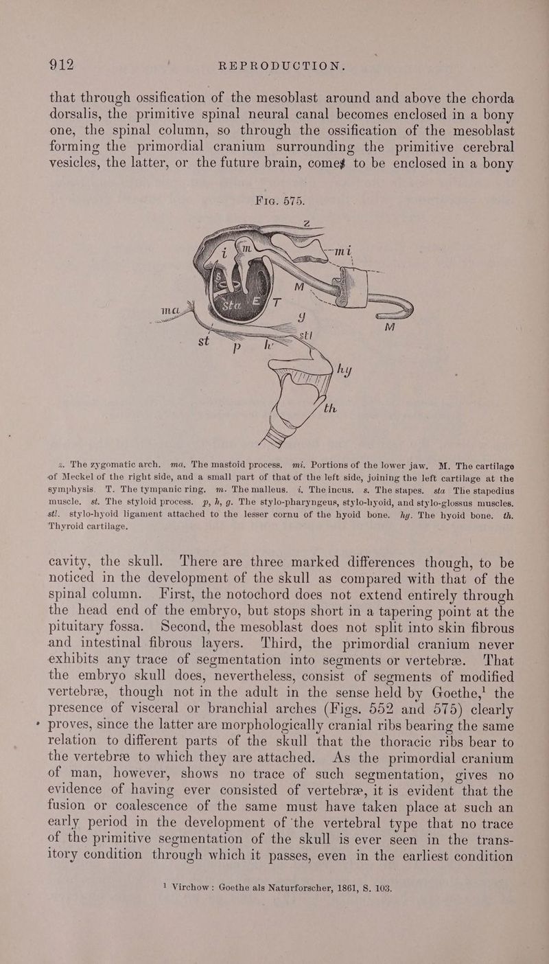 that through ossification of the mesoblast around and above the chorda dorsalis, the primitive spinal neural canal becomes enclosed in a bony one, the spinal column, so through the ossification of the mesoblast forming the primordial cranium surrounding the primitive cerebral co) . o . vesicles, the latter, or the future brain, come¢ to be enclosed in a bony | ity Times = [ol = Mp D) h, is aD a The zygomatic arch. ma. The mastoid process. mi. Portions of the lower jaw. M. The cartilage of Meckel of the right side, and a small part of that of the left side, joining the left cartilage at the symphysis. T. The tympanicring. m. Themalleus. 7, Theincus. s. The stapes. sta The stapedius muscle, st. The styloid process. p, h, g. The stylo-pharyngeus, stylo-hyoid, and stylo-glossus muscles. sti, stylo-hyoid ligament attached to the lesser cornu of the hyoid bone. hy. The hyoid bone. th. Thyroid cartilage. cavity, the skull. There are three marked differences though, to be noticed in the development of the skull as compared with that of the spinal column. First, the notochord does not extend entirely through the head end of the embryo, but stops short in a tapering point at the pituitary fossa. Second, the mesoblast does not split into skin fibrous and intestinal fibrous layers. Third, the primordial cranium never exhibits any trace of segmentation into segments or vertebrae. That the embryo skull does, nevertheless, consist of segments of modified vertebree, though not in the adult in the sense held by Goethe,! the presence of visceral or branchial arches (Figs. 552 and 575) clearly proves, since the latter are morphologically cranial ribs bearing the same relation to different parts of the skull that the thoracic ribs bear to the vertebree to which they are attached. As the primordial cranium of man, however, shows no trace of such segmentation, gives no evidence of having ever consisted of vertebrae, it is evident that the fusion or coalescence of the same must have taken place at such an early period in the development of ‘the vertebral type that no trace of the primitive segmentation of the skull is ever seen in the trans- itory condition through which it passes, even in the earliest condition 1 Virchow : Goethe als Naturforscher, 1861, S. 103.