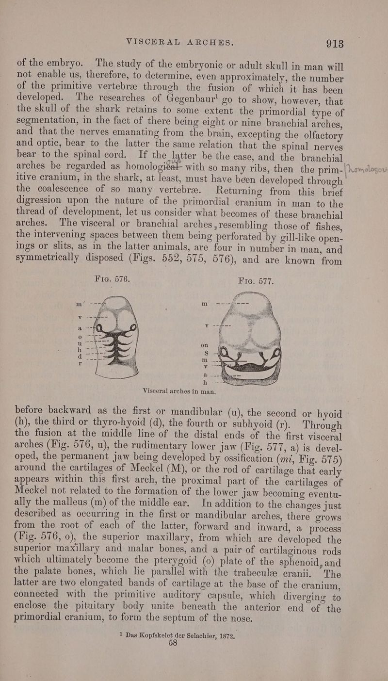 of the embryo. The study of the embryonic or adult skull in man will not enable us, therefore, to determine, even approximately, the number of the primitive vertebra through the fusion of which it has been developed. The researches of Gegenbaur! go to show, however, that the skull of the shark retains to some extent the primordial type of segmentation, in the fact of there being eight or nine branchial arches, and that the nerves emanating from the brain, excepting the olfactory and optic, bear to the latter the same relation that the spinal nerves bear to the spinal cord. If the latter be the case, and the branchial arches be regarded as homologiSt | itive cranium, in the shark, at least, must have been developed through the coalescence of so many vertebre. Returning from this brief digression upon the nature of the primordial cranium in man to the thread of development, let us consider what becomes of these branchial arches. ‘The visceral or branchial arches, resembling those of fishes, the intervening spaces between them being perforated by gill-like open- ings or slits, as in the latter animals, are four in number in man, and symmetrically disposed (Figs. 552, 575, 576), and are known from Fie. 576. Frq@. 577. Visceral arches in man. before backward as the first or mandibular (u), the second or hyoid (h), the third or thyro-hyoid (d), the fourth or subhyoid (r). Through the fusion at the middle line of the distal ends of the first visceral arches (Fig. 576, u), the rudimentary lower jaw (Fig. 577, a) is devel- oped, the permanent jaw being developed by ossification (mt, Fig. 575) around the cartilages of Meckel (M), or the rod of cartilage that early appears within this first arch, the proximal part of the cartilages of Meckel not related to the formation of the lower jaw becoming eventu- ally the malleus (m) of the middle ear. In addition to the changes just described as occurring in the first or mandibular arches, there grows from the root of each of the latter, forward and inward, a process (Fig. 576, 0), the superior maxillary, from which are developed the superior maxillary and malar bones, and a pair of cartilaginous rods which ultimately become the pterygoid (0) plate of the sphenoid, and the palate bones, which lie parallel with the trabecule cranii. The latter are two elongated bands of cartilage at the base of the cranium, connected with the primitive auditory capsule, which diverging to enclose the pituitary body unite beneath the anterior end of the primordial cranium, to form the septum of the nose. 1 Das Kopfskelet der Selachier, 1872, 58 v