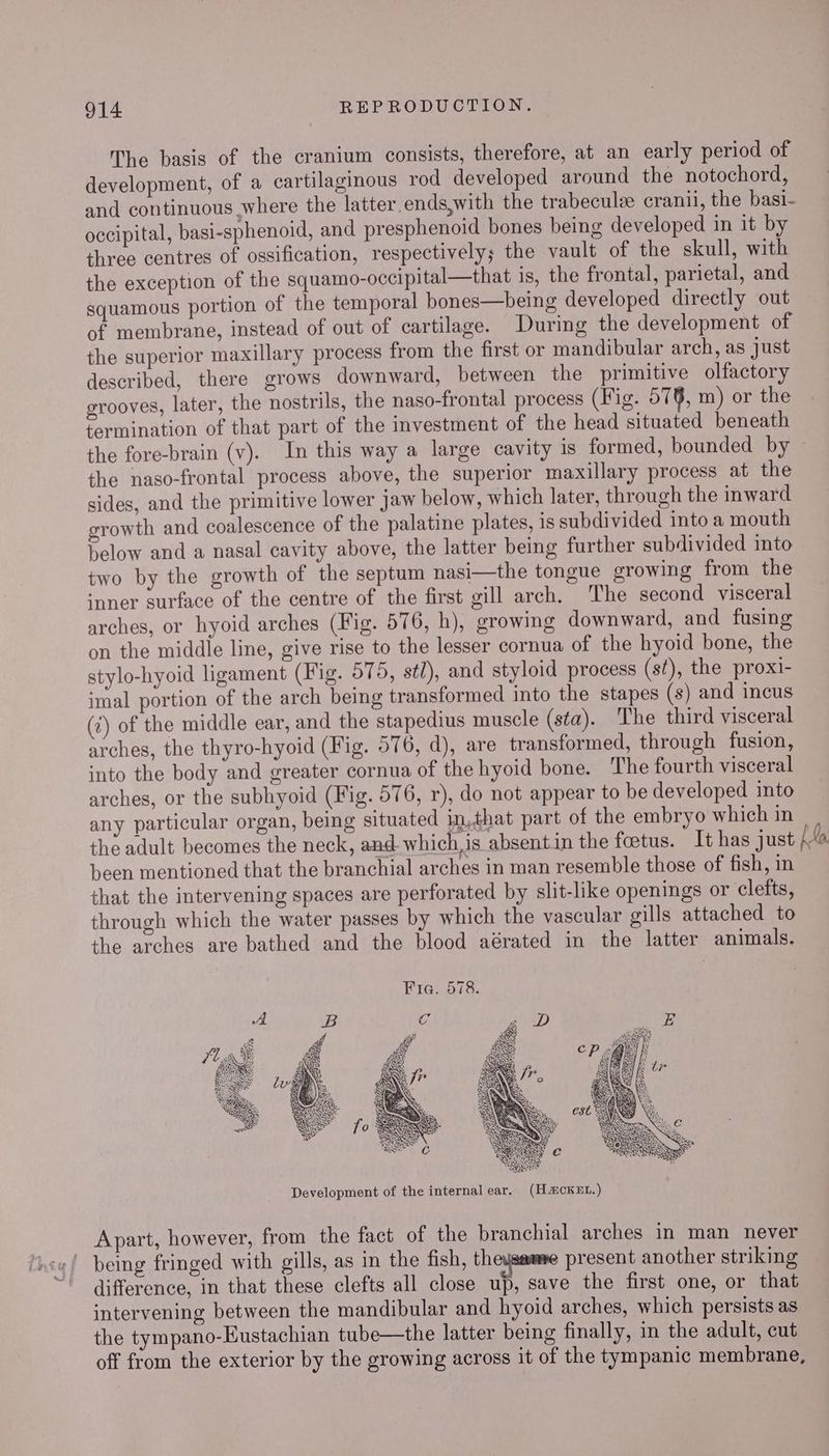 The basis of the cranium consists, therefore, at an early period of development, of a cartilaginous rod developed around the notochord, and continuous where the latter ends,with the trabeculze cranii, the basi- occipital, basi-sphenoid, and presphenoid bones being developed in it by three centres of ossification, respectively; the vault of the skull, with the exception of the squamo-occipital—that is, the frontal, parietal, and squamous portion of the temporal bones—being developed directly out of membrane, instead of out of cartilage. During the development of the superior maxillary process from the first or mandibular arch, as just described, there grows downward, between the primitive olfactory grooves, later, the nostrils, the naso-frontal process (Fig. 576, m) or the termination of that part of the investment of the head situated beneath the fore-brain (v). In this way a large cavity is formed, bounded by the naso-frontal process above, the superior maxillary process at the sides, and the primitive lower jaw below, which later, through the inward erowth and coalescence of the palatine plates, is subdivided into a mouth below and a nasal cavity above, the latter being further subdivided into two by the growth of the septum nasi—the tongue growing from the ‘nner surface of the centre of the first gill arch. The second visceral arches, or hyoid arches (Fig. 576, h), growing downward, and fusing on the middle line, give rise to the lesser cornua of the hyoid bone, the stylo-hyoid ligament (Fig. 575, stl), and styloid process (st), the proxi- imal portion of the arch being transformed into the stapes (s) and incus (7) of the middle ear, and the stapedius muscle (sta). The third visceral arches, the thyro-hyoid (Fig. 576, d), are transformed, through fusion, into the body and greater cornua of the hyoid bone. The fourth visceral arches, or the subhyoid (Fig. 576, r), do not appear to be developed into any particular organ, being situated in,that part of the embryo which in the adult becomes the neck, and. which is absentin the foetus. It has just [&amp; been mentioned that the branchial arches in man resemble those of fish, in that the intervening spaces are perforated by slit-like openings or clefts, through which the water passes by which the vascular gills attached to the arches are bathed and the blood aérated in the latter animals. Fia. 578. Apart, however, from the fact of the branchial arches in man never ' being fringed with gills, as in the fish, theysaume present another striking difference, in that these clefts all close up, save the first one, or that intervening between the mandibular and hyoid arches, which persists as the tympano-Eustachian tube—the latter being finally, in the adult, cut off from the exterior by the growing across it of the tympanic membrane,