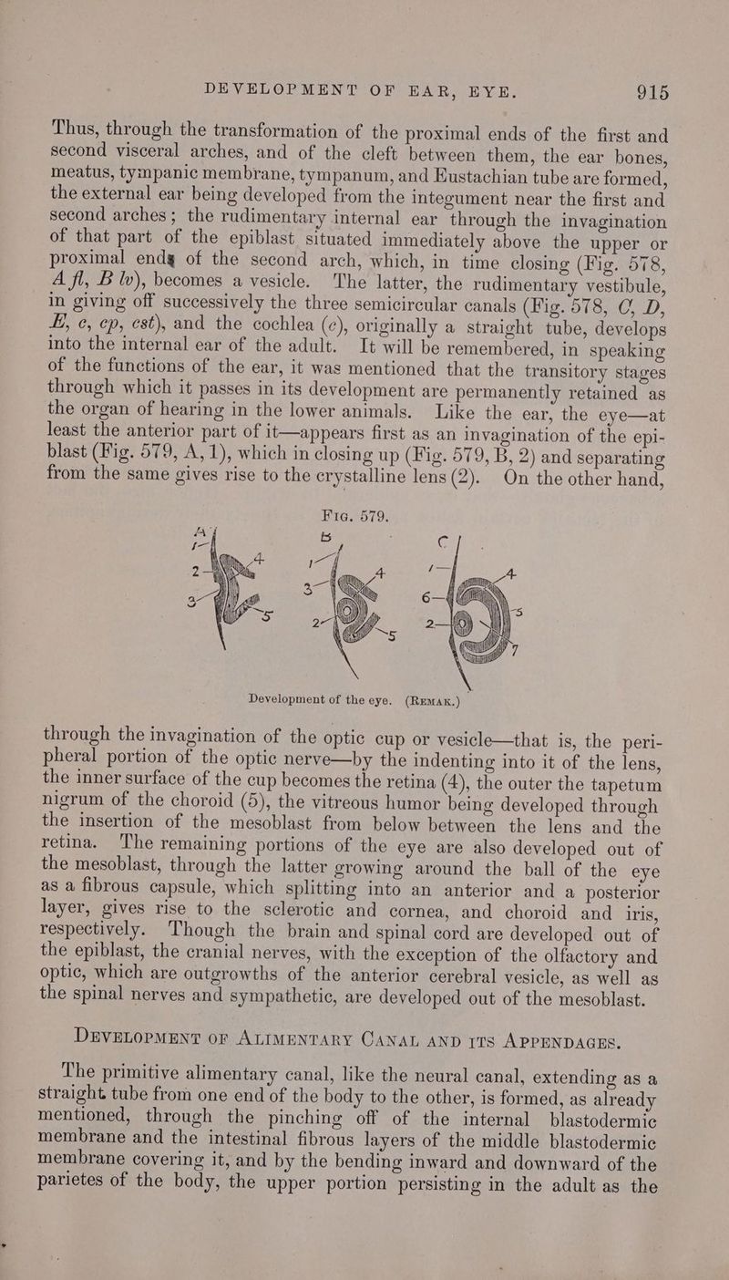 Thus, through the transformation of the proximal ends of the first and second visceral arches, and of the cleft between them, the ear bones, meatus, tympanic membrane, tympanum, and Eustachian tube are formed, the external ear being developed from the integument near the first and second arches; the rudimentary internal ear through the invagination of that part of the epiblast situated immediately above the upper or proximal endg of the second arch, which, in time closing (Fig. 578, A fl, B lv), becomes a vesicle. The latter, the rudimentary vestibule, in giving off successively the three semicircular canals (Higsato.20, dD. LH, ¢, ep, est), and the cochlea (c), originally a straight tube, develops into the internal ear of the adult. It will be remembered, in speaking of the functions of the ear, it was mentioned that the transitory stages through which it passes in its development are permanently retained as the organ of hearing in the lower animals. Like the ear, the eye—at least the anterior part of it—appears first as an invagination of the epi- blast (Fig. 579, A, 1), which in closing up (Fig. 579, B, 2) and separating from the same gives rise to the crystalline lens (2). On the other hand, Fia. 579. through the invagination of the optic cup or vesicle—that is, the peri- pheral portion of the optic nerve—by the indenting into it of the lens, the inner surface of the cup becomes the retina (4), the outer the tapetum nigrum of the choroid (5), the vitreous humor being developed through the insertion of the mesoblast from below between the lens and the retina. The remaining portions of the eye are also developed out of the mesoblast, through the latter growing around the ball of the eye as a fibrous capsule, which splitting into an anterior and a posterior layer, gives rise to the sclerotic and cornea, and choroid and iris, respectively. Though the brain and spinal cord are developed out of the epiblast, the cranial nerves, with the exception of the olfactory and optic, which are outgrowths of the anterior cerebral vesicle, as well as the spinal nerves and sympathetic, are developed out of the mesoblast. DEVELOPMENT oF ALIMENTARY CANAL AND Its APPENDAGES. The primitive alimentary canal, like the neural canal, extending as a straight tube from one end of the body to the other, is formed, as already mentioned, through the pinching off of the internal blastodermic membrane and the intestinal fibrous layers of the middle blastodermic membrane covering it, and by the bending inward and downward of the parietes of the body, the upper portion persisting in the adult as the