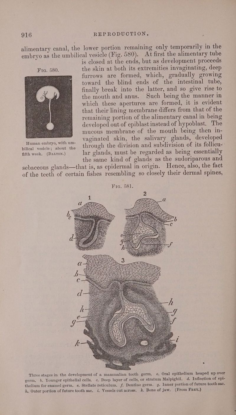 alimentary canal, the lower portion remaining only temporarily in the embryo as the umbilical vesicle (Fig. 580). At first the alimentary tube is closed at the ends, but as development proceeds Fie. 580. the skin at both its extremities invaginating, deep SRT furrows are formed, which, gradually growing toward the blind ends of the intestinal tube, finally break into the latter, and so give rise to the mouth and anus. Such being the manner in which these apertures are formed, it is evident that their lining membrane differs from that of the remaining portion of the alimentary canal in being developed out of epiblast instead of hypoblast. The mucous membrane of the mouth being then in- r: vaginated skin, the salivary glands, developed uman embryo, with um- eile Atte ¢ : F ubat waslelel Cahoek eho tone U ik division and subdivision of its follicu- fifth week, (Daxvon.) lar glands, must be regarded as being essentially | the same kind of glands as the sudoriparous and sebaceous glands—that is, as epidermal in origin. Hence, also, the fact of the teeth of certain fishes resembling so closely their dermal spines, Fie. 581. (} f Three stages in the development of a mammalian tooth germ. 4, Oral epithelium heaped up over germ, b, Younger epithelial cells. c. Deep layer of cells, or stratum Malpighii. d. Inflection of epi- thelium for enamel germ, e. Stellate reticulum. f. Dentine germ. g. Inner portion of future tooth sac. h. Outer portion of future tooth sac. i, Vessels cut across. %&amp;. Bone of jaw. (From Frey.) a eT ee ee