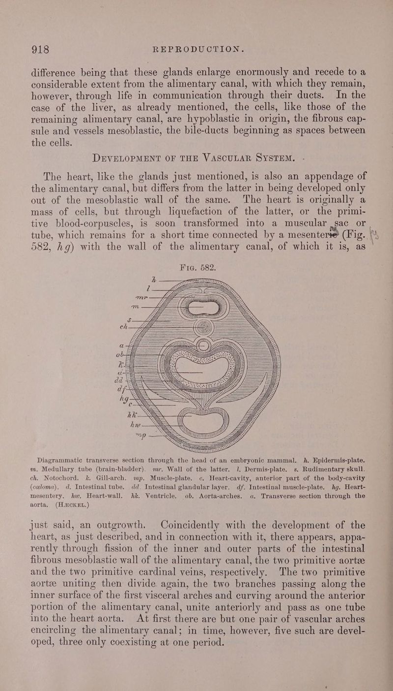 difference being that these glands enlarge enormously and recede to a considerable extent from the alimentary canal, with which they remain, however, through life in communication through their ducts. In the case of the liver, as already mentioned, the cells, like those of the remaining alimentary canal, are hypoblastic in origin, the fibrous cap- sule and vessels mesoblastic, the bile-ducts beginning as spaces between the cells. DEVELOPMENT OF THE VASCULAR SYSTEM. The heart, like the glands just mentioned, is also an appendage of the alimentary canal, but differs from the latter in being developed only out of the mesoblastic wall of the same. ‘The heart is originally a mass of cells, but through liquefaction of the latter, or the primi- tive blood-corpuscles, is soon transformed into a muscular ,sac or. F=3 CU = : NY) a =p Le <> i (=| Re TT ‘py pul ab } | es. sian il! ore = = KY < Re - Tees : , ES : dd a yo= Diagrammatic transverse section through the head of an embryonic mammal. h. Epidermis-plate. m. Medullary tube (brain-bladder). mr. Wall of the latter. 1. Dermis-plate. s. Rudimentary skull. ch. Notochord. %. Gill-arch. mp. Muscle-plate. c. Heart-cavity, anterior part of the body-cavity (coloma). d. Intestinal tube. dd. Intestinal glandular layer. df. Intestinal muscle-plate. hg. Heart- mesentery. hw. Heart-wall. hk. Ventricle. ab. Aorta-arches. a. Transverse section through the aorta. (HcKEL.) just said, an outgrowth. Coincidently with the development of the heart, as just described, and in connection with it, there appears, appa- rently through fission of the inner and outer parts of the intestinal fibrous mesoblastic wall of the alimentary canal, the two primitive aorte and the two primitive cardinal veins, respectively. The two primitive aorte uniting then divide again, the two branches passing along the inner surface of the first visceral arches and curving around the anterior portion of the alimentary canal, unite anteriorly and pass as one tube into the heart aorta. At first there are but one pair of vascular arches encircling the alimentary canal; in time, however, five such are devel- coo) oped, three only coexisting at one period. <a ye a