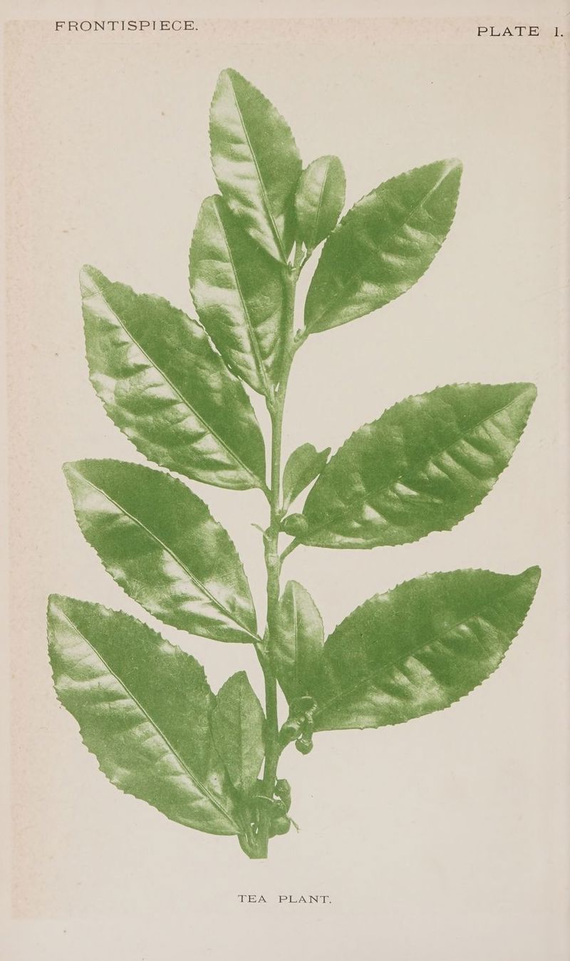 FRONTISPLEOE: TEA PLANT.