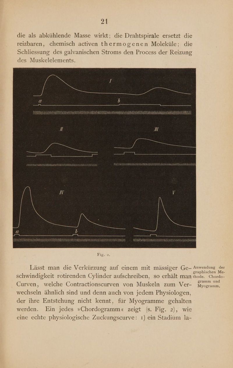die als abkühlende Masse wirkt; die Drahtspirale ersetzt die reizbaren, chemisch activen thermogenen Moleküle; die Schliessung des galvanischen Stroms den Process der Reizung des Muskelelements. 0 AAAAAALDDDADNIIDLDDDILLLN ALL ADD ODODDDLLDLU DD DELL DL BD) LLLLLLL UL) a a TS ee EIN age BEER REN ELEIENT INN ur NARRERBRRERSÄENNÄNRUNÄNNÄNAÄRSRUNNERNRÄNNUND KANNAAMRANNAAAA ANWÄNREÄRNNANDERAAAD DAR RÄRUBARRARRBRNNRÄNANNRAA LARA KARAUKNDÄNDARAAN ALLAN 7 b ANKÄNNNKÄANEÄNSERBERNA DARIN Fig. 2 Lässt man die Verkürzung auf einem mit mässiger Ge- Anwendung der 5 ö £ : Zn f N graphischen Me- schwindigkeit rotirenden Cylinder aufschreiben, so erhält man thode. Chordo- 5 . R gramm und Curven, welche Contractionscurven von Muskeln zum Ver- Myogramm. wechseln ähnlich sind und denn auch von jedem Physiologen, der ihre Entstehung nicht kennt, für Myogramme gehalten werden. Ein jedes »Chordogramm« zeigt (s. Fig. 2), wie eine echte physiologische Zuckungscurve: ı) ein Stadium la-